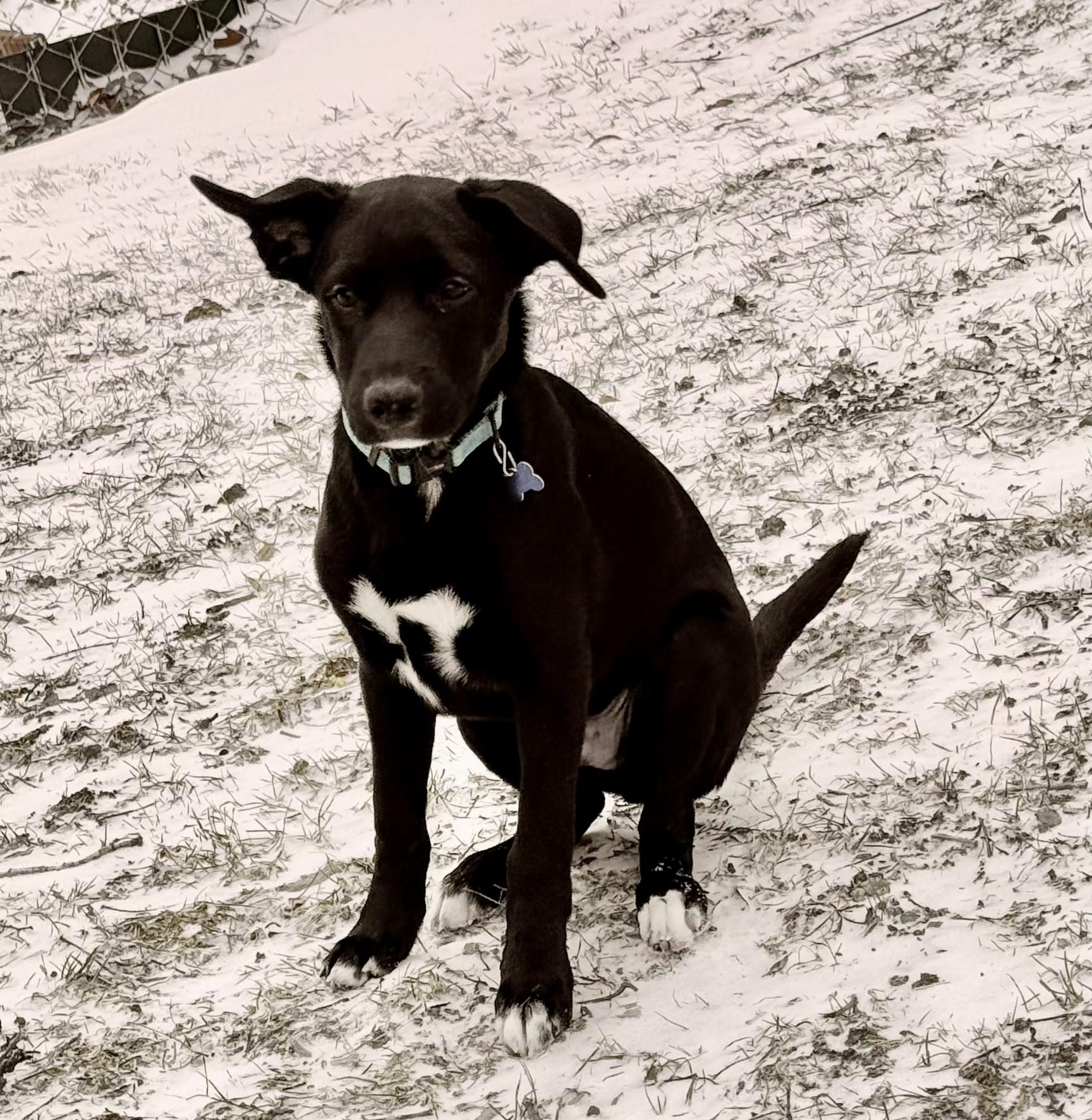 Enlarge Juno, a ADOPTABLE mixed breed in Lisbon, IA image 5/6