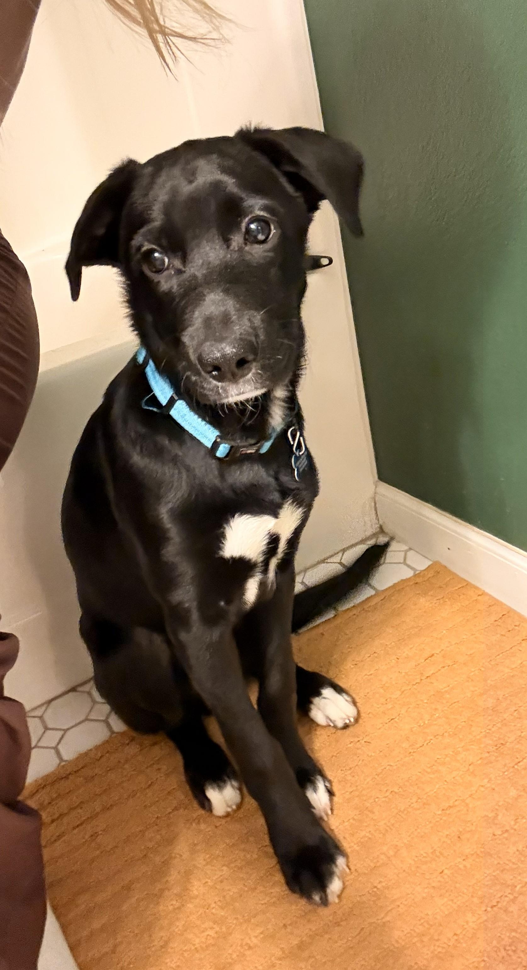 Enlarge Juno, a ADOPTABLE mixed breed in Lisbon, IA image 6/6