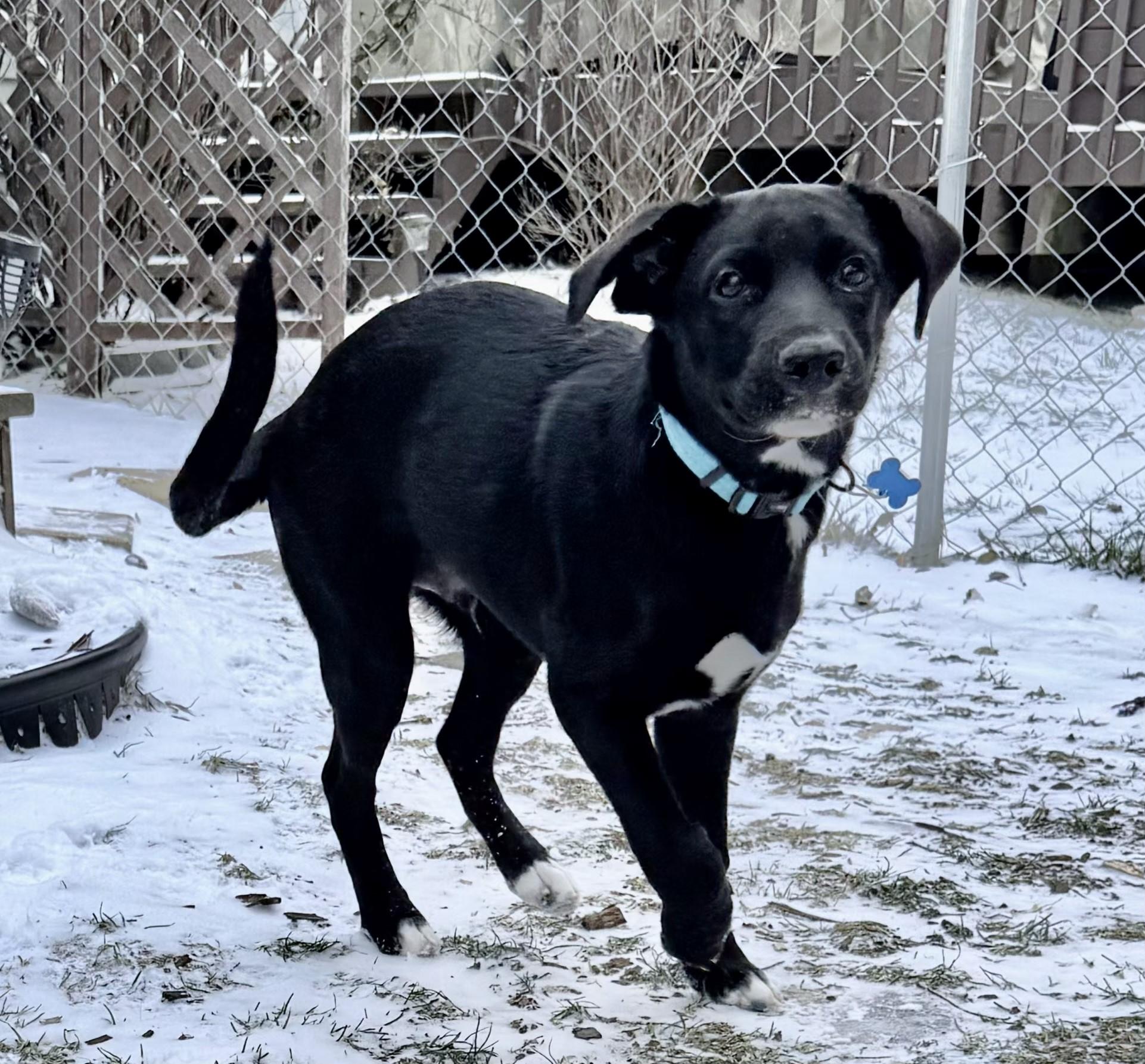 Enlarge Juno, a ADOPTABLE mixed breed in Lisbon, IA image 4/6