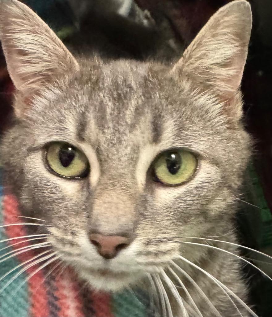 Alice, Adoptable, Young Female Domestic Short Hair.