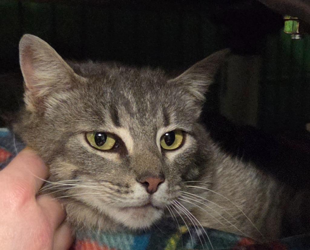 Alice, a Adoptable mixed breed in Olean, NY image 2/2