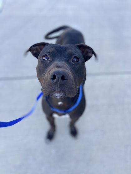 Yanni — thumbnail 2