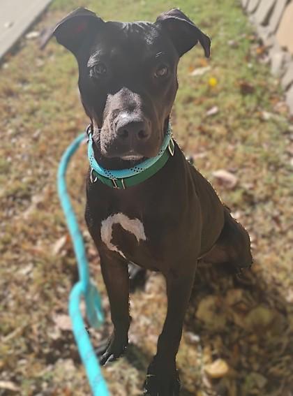 Yanni — thumbnail 3