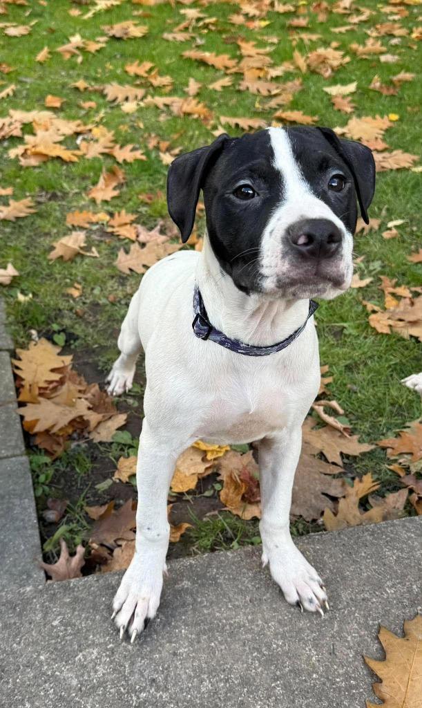 Mork, Adoptable, Puppy Male Pit Bull Terrier.