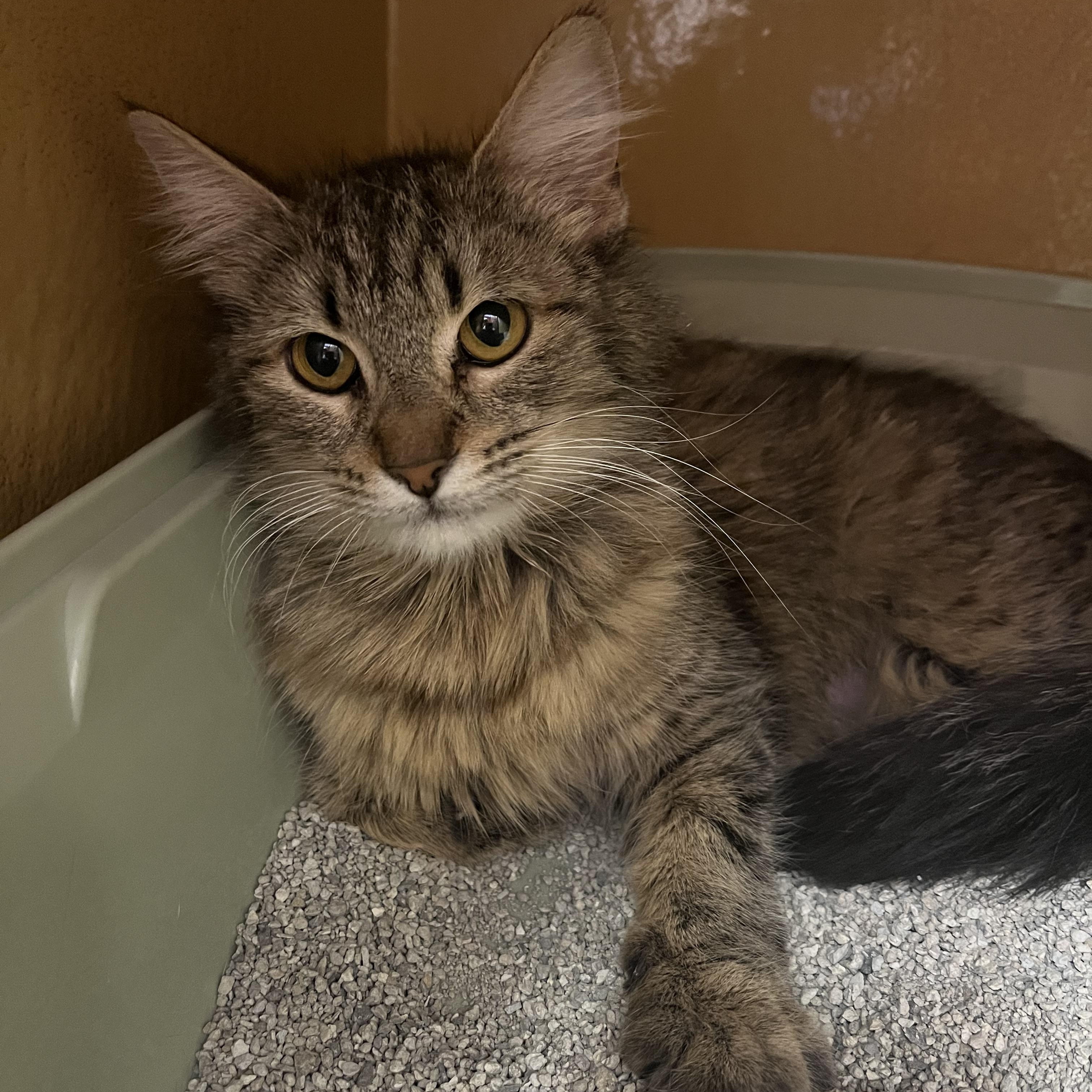 Enlarge Praline, a ADOPTABLE Domestic Medium Hair in Fresno, CA image 1/1