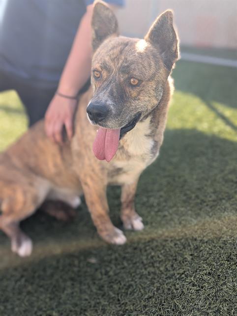 Enlarge SHAW, a Adoptable mixed breed in Downey, CA image 1/1