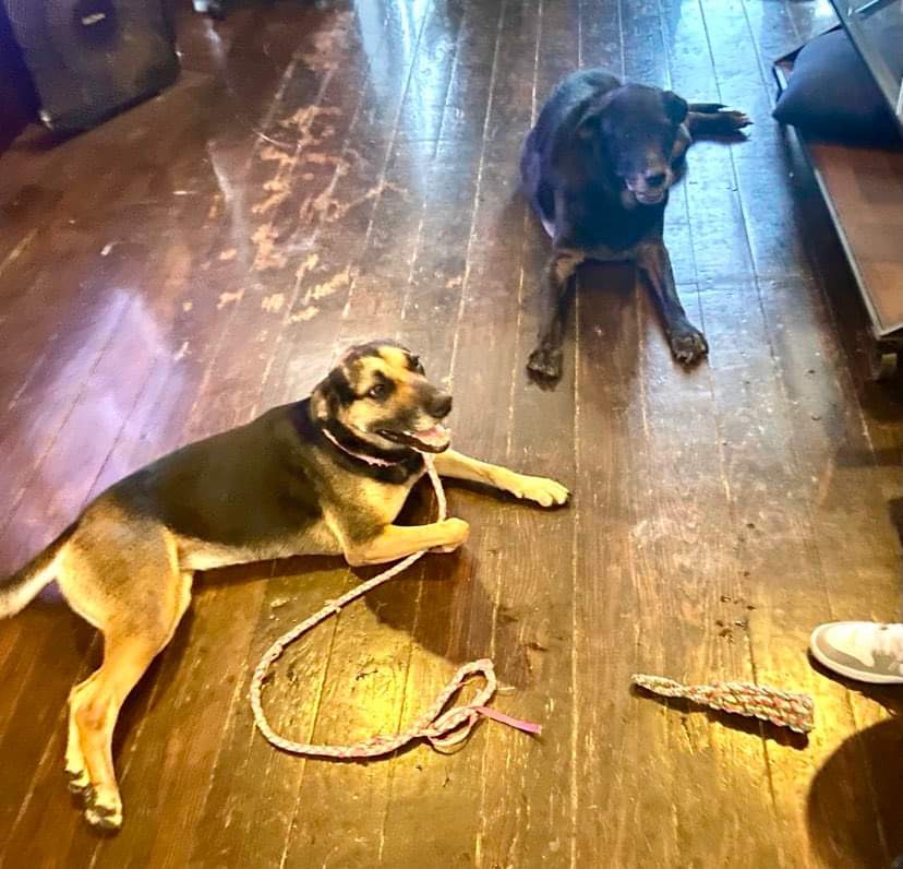 Enlarge Sophie, a Adoptable mixed breed in Inez, TX image 5/5