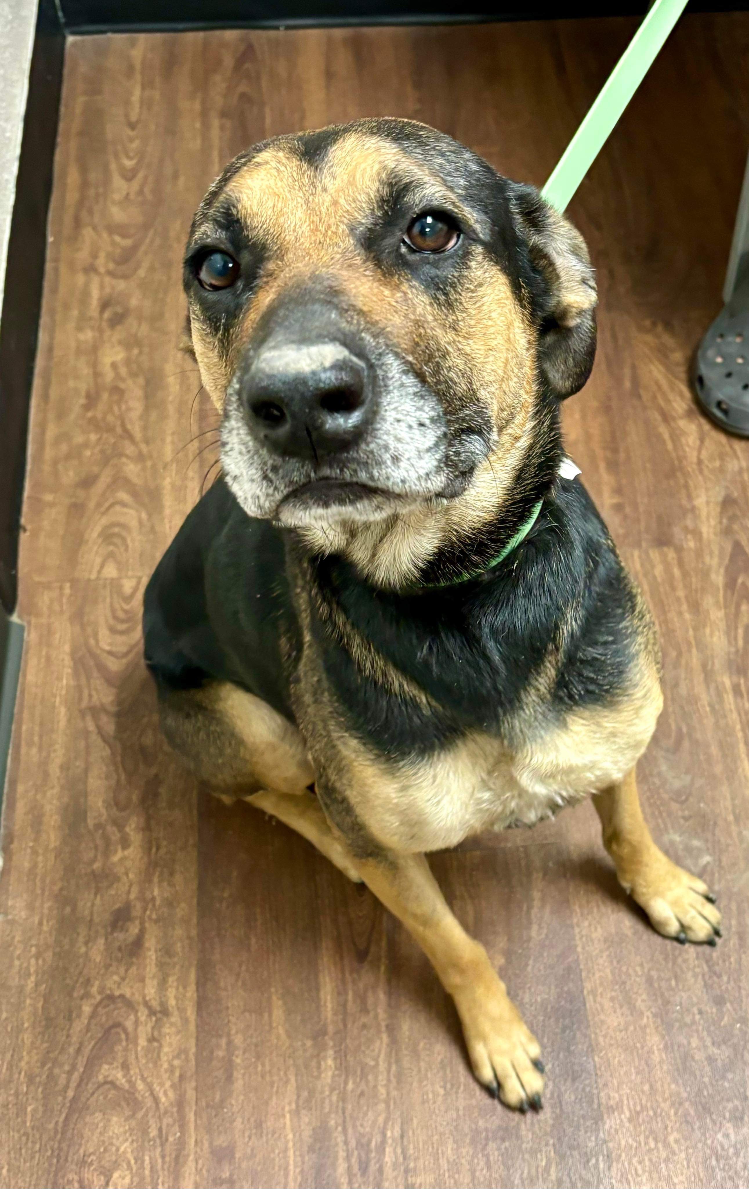 Enlarge Sophie, a Adoptable mixed breed in Inez, TX image 4/5