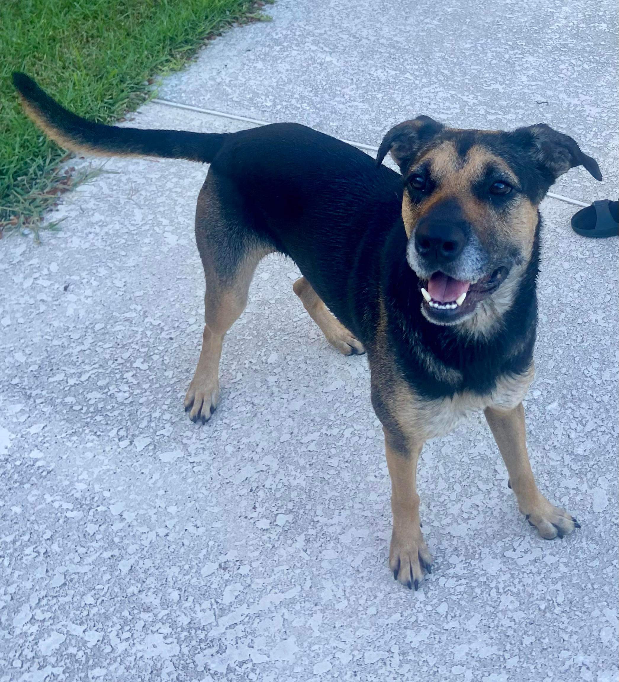 Enlarge Sophie, a Adoptable mixed breed in Inez, TX image 1/5