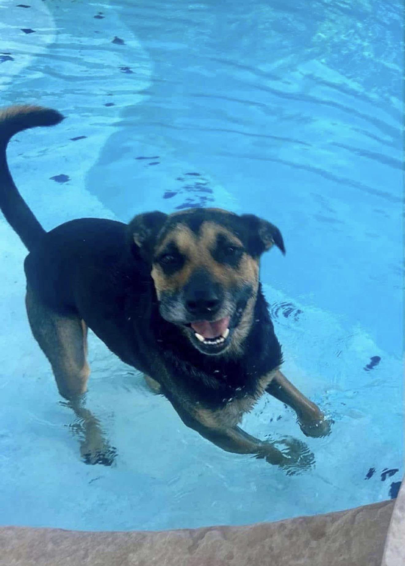 Sophie, Adoptable, Adult Female German Shepherd Dog & Manchester Terrier.
