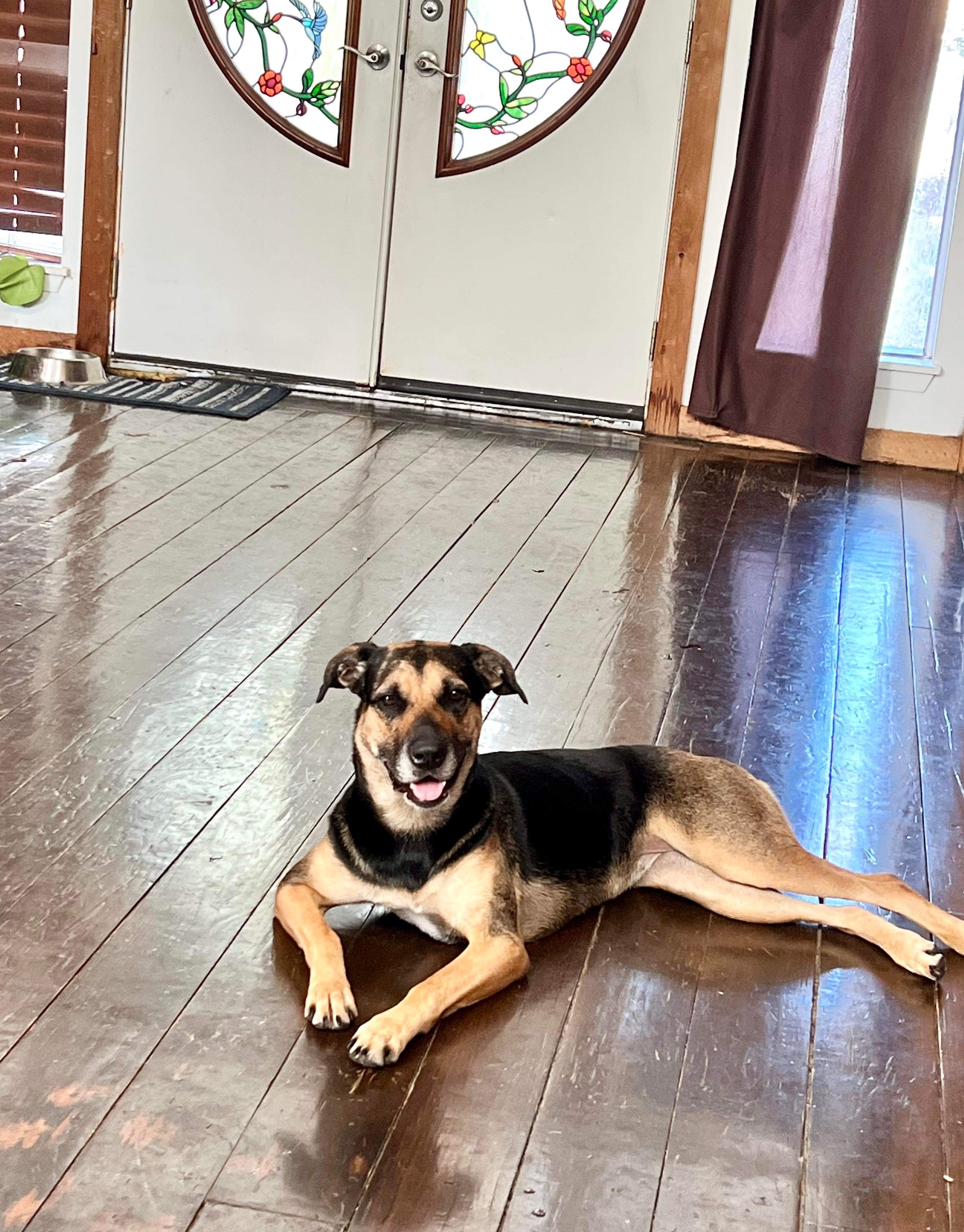 Enlarge Sophie, a Adoptable mixed breed in Inez, TX image 2/5