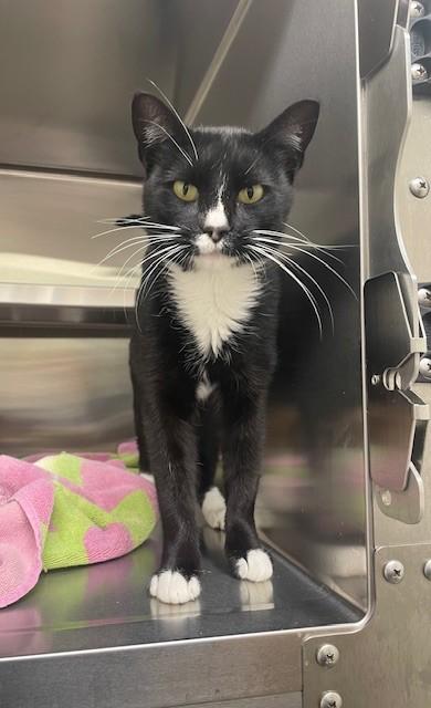 Enlarge WINNIE, a Adoptable Domestic Short Hair in Lees Summit, MO image 1/1