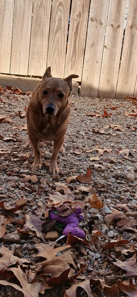 Buttons, Adoptable, Adult Male Chihuahua & Mixed Breed.