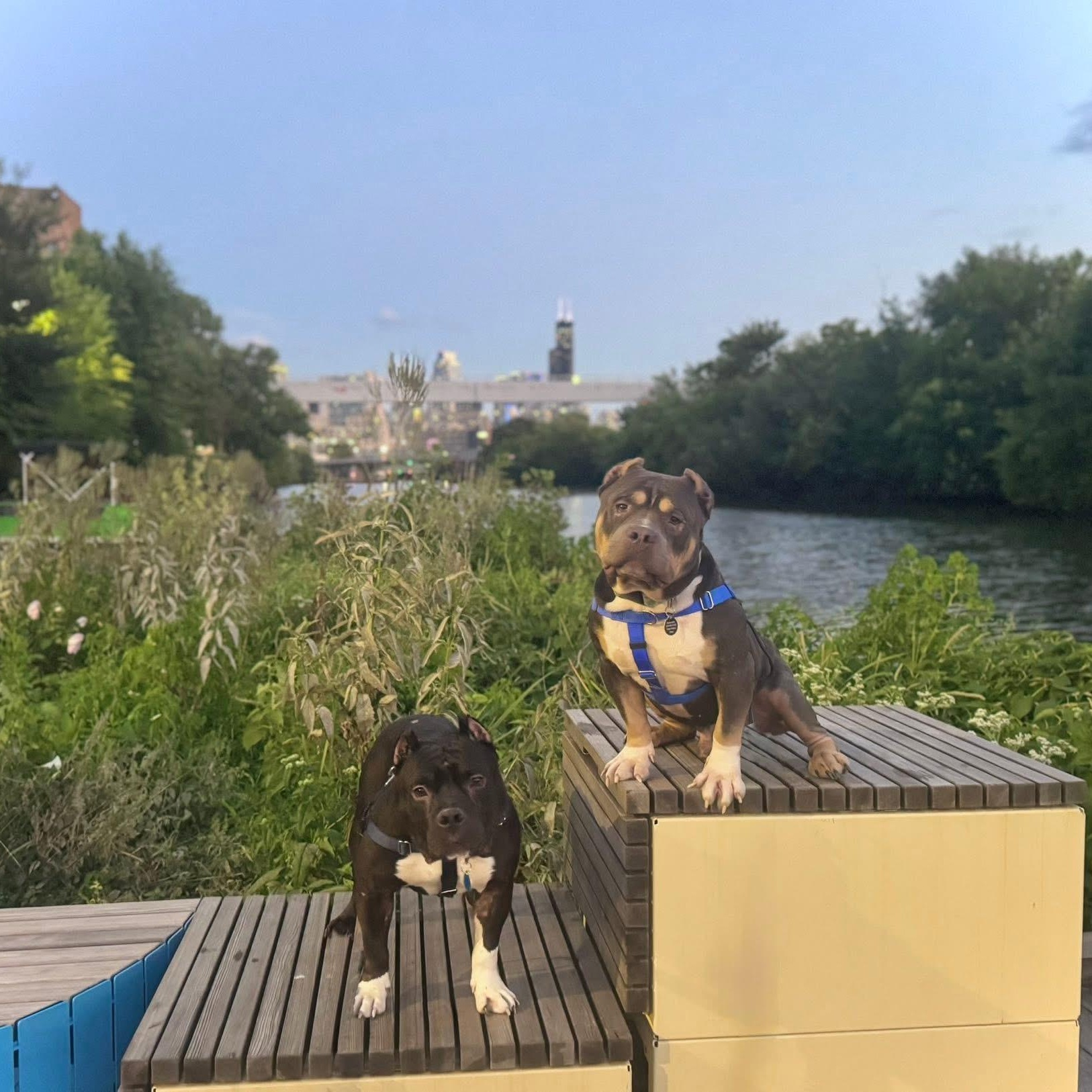 Luther, a Adoptable Pit Bull Terrier in Chicago, IL image 2/6