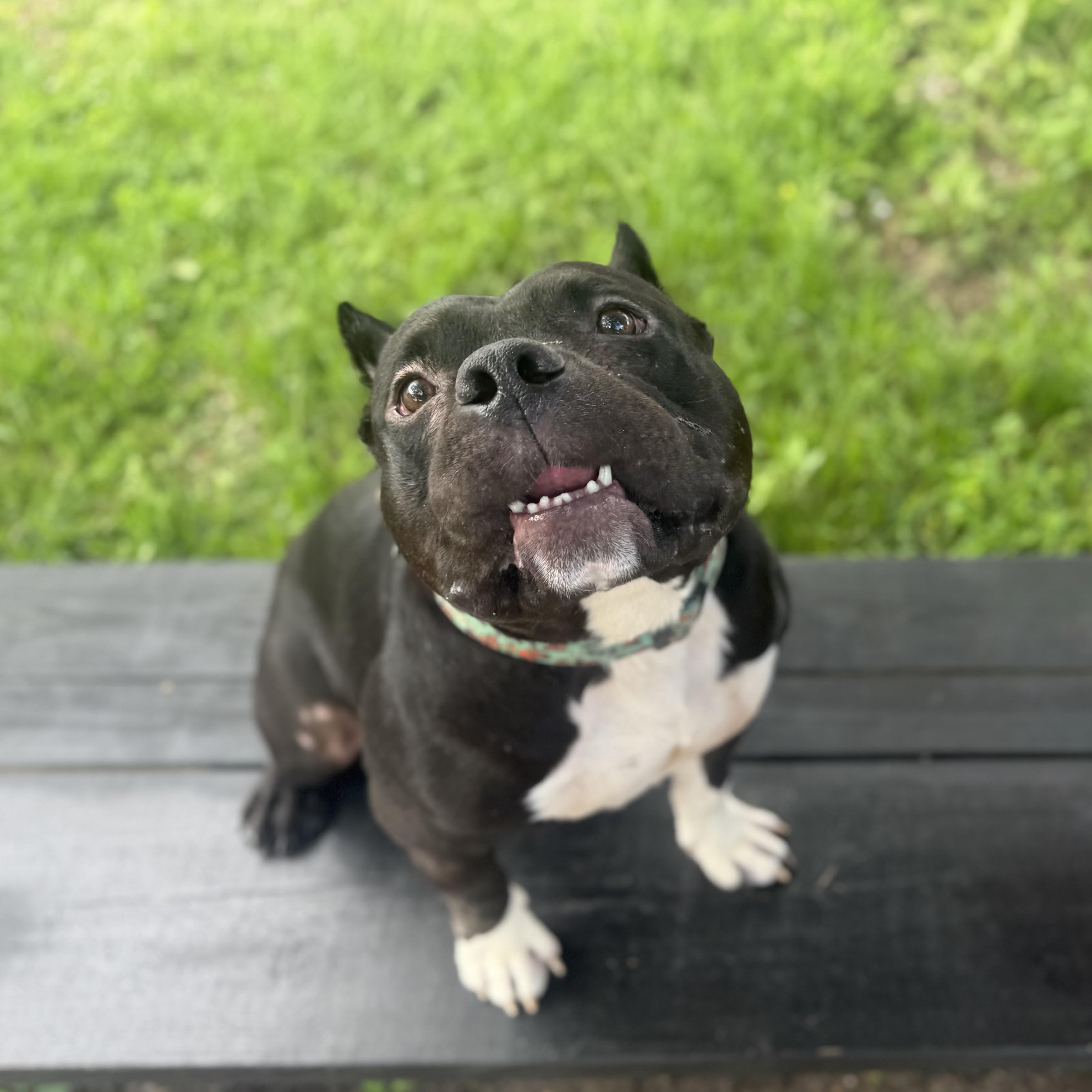 Luther, a Adoptable Pit Bull Terrier in Chicago, IL image 3/6