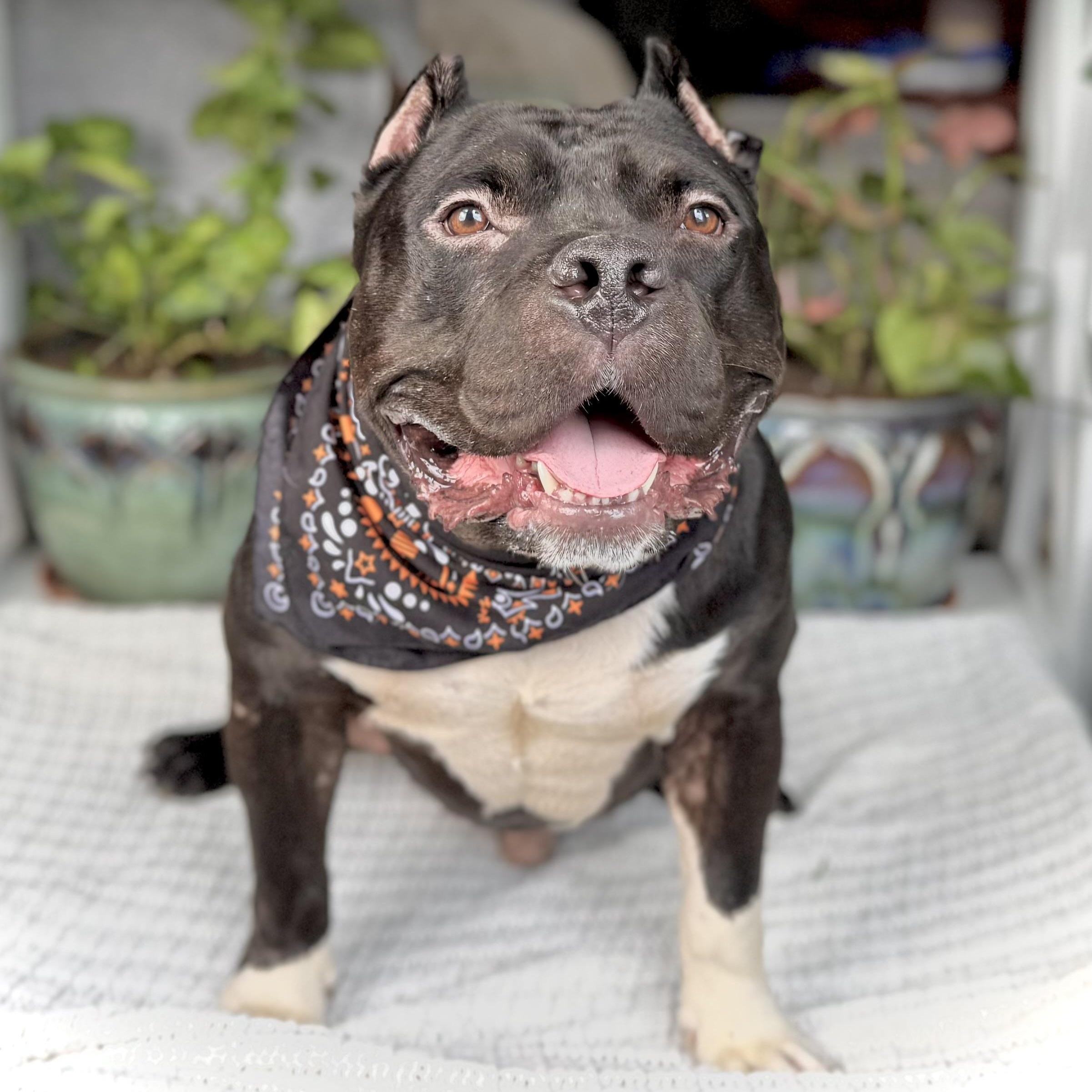 Luther, a Adoptable Pit Bull Terrier in Chicago, IL image 4/6