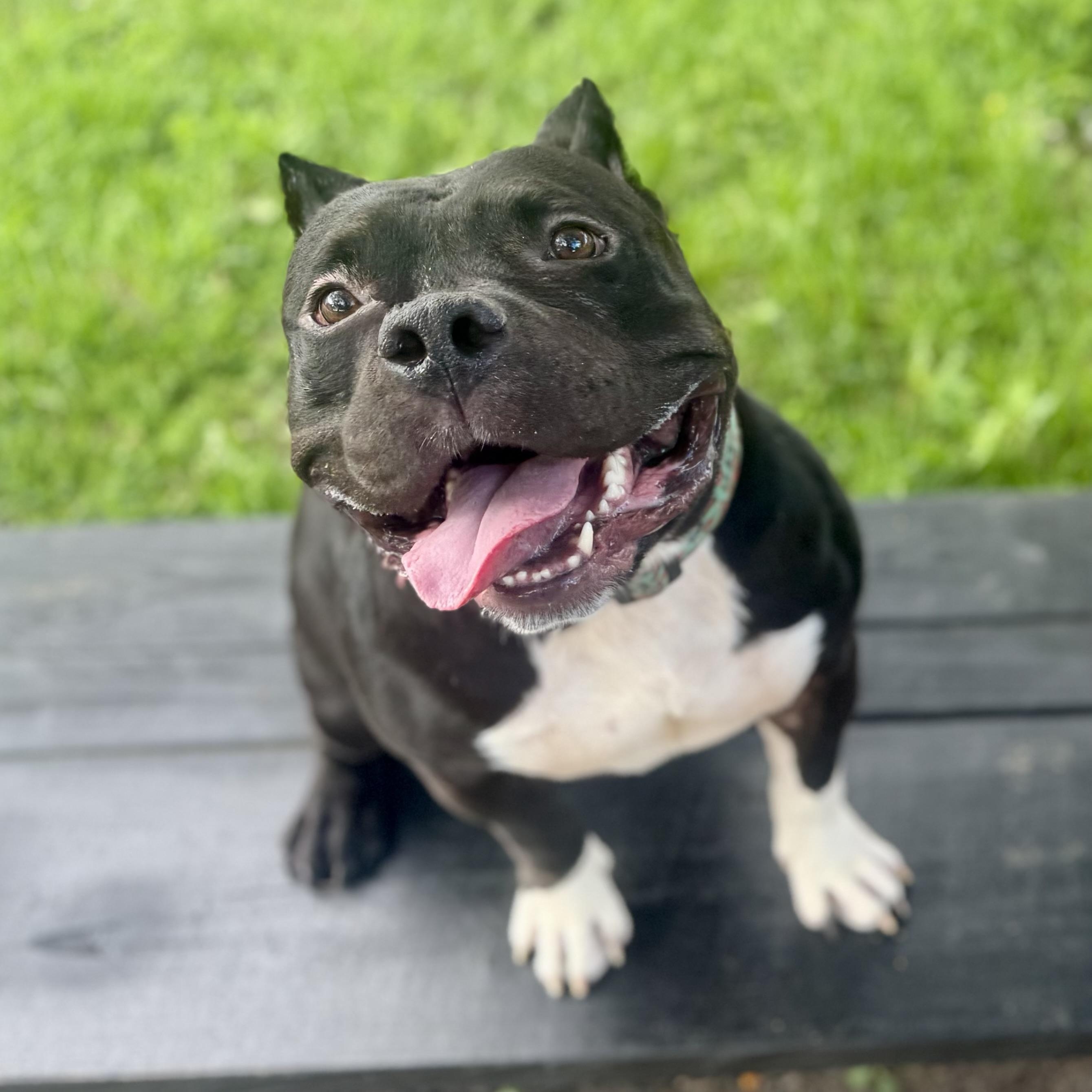 Luther, a Adoptable Pit Bull Terrier in Chicago, IL image 5/6