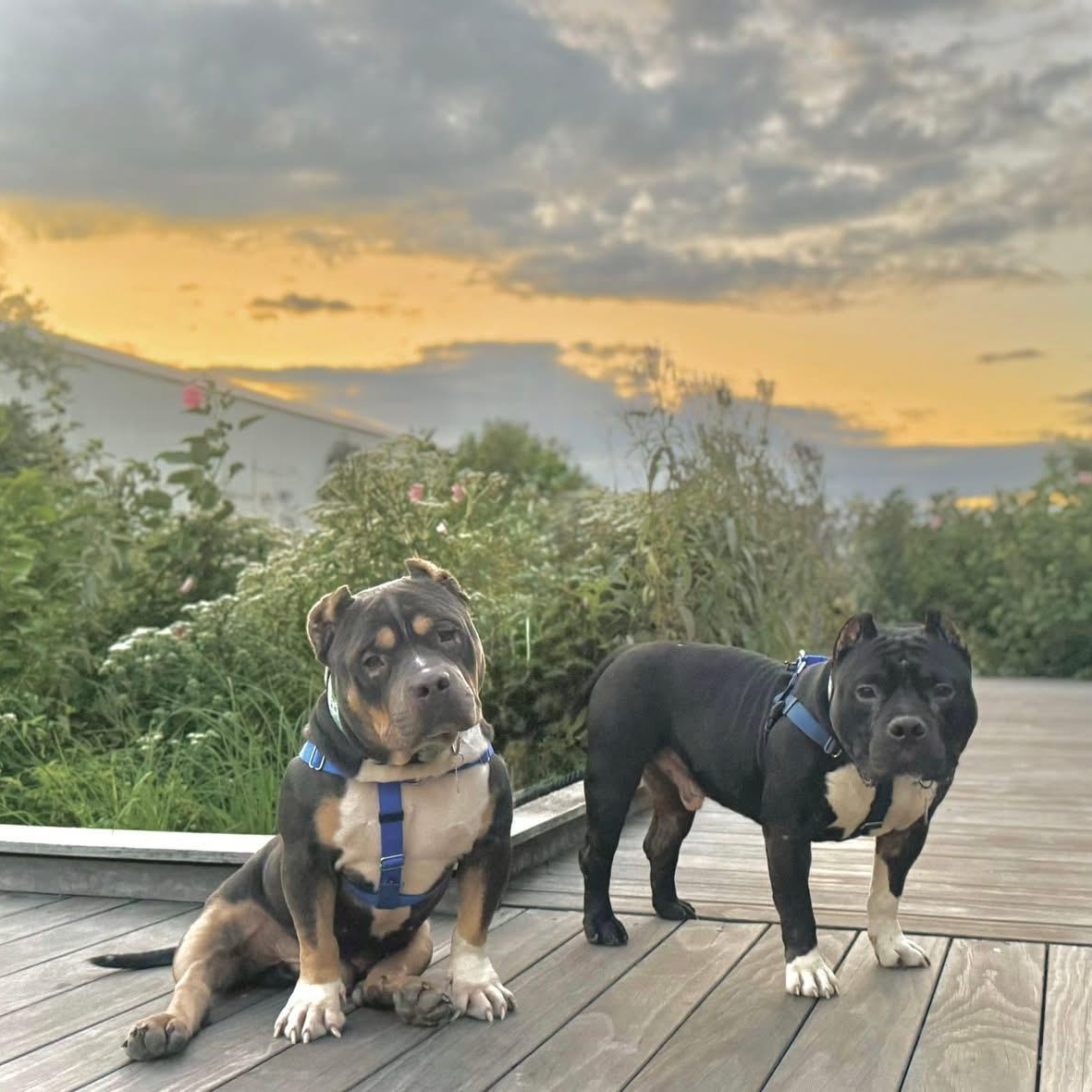 Luther, a Adoptable Pit Bull Terrier in Chicago, IL image 6/6