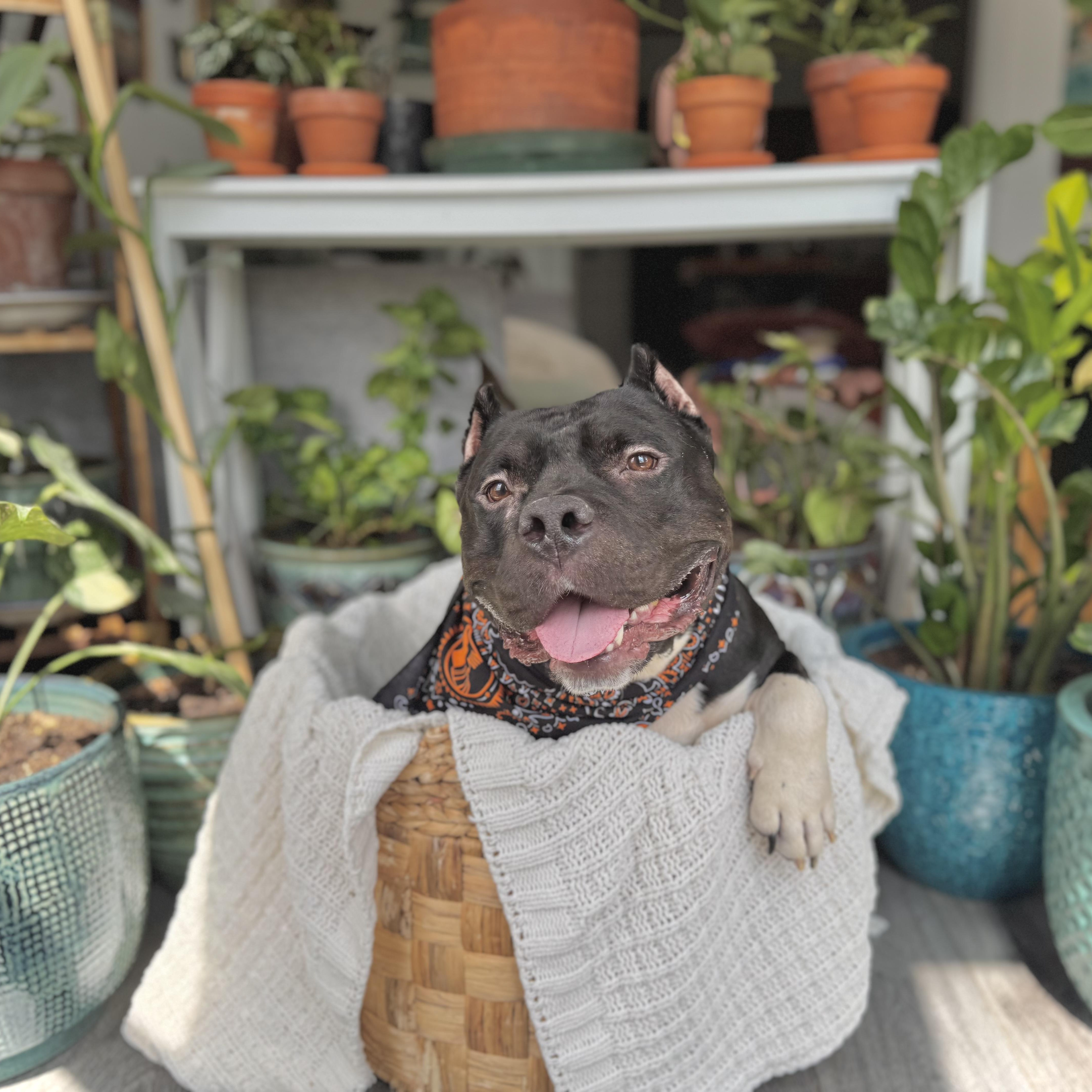 Luther, a Adoptable Pit Bull Terrier in Chicago, IL image 1/6