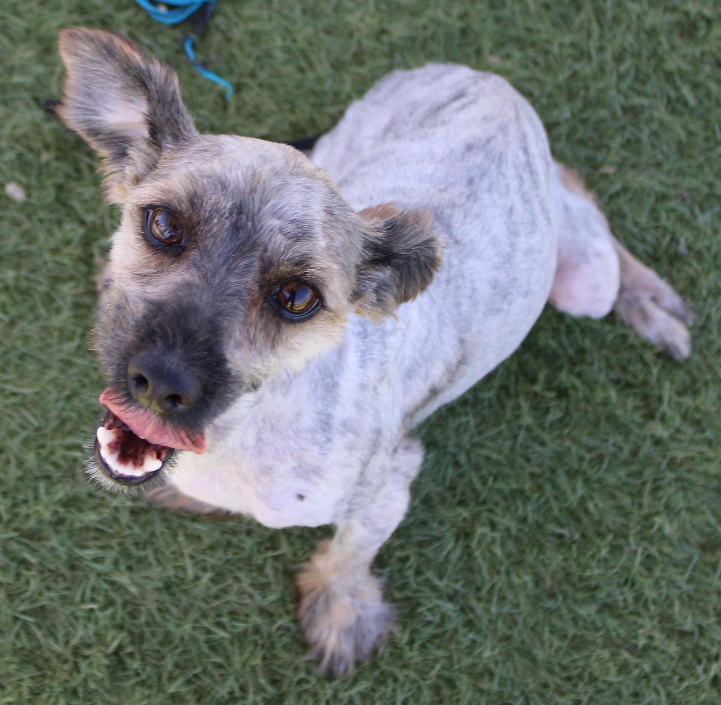Enlarge Edsel Available 7/10, an adopted mixed breed in Wasco, CA image 2/5