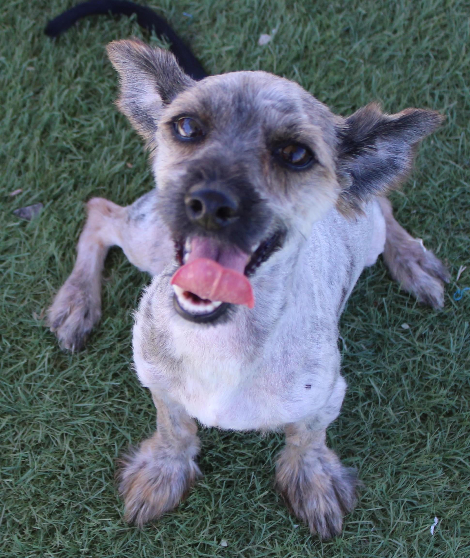 Enlarge Edsel Available 7/10, an adopted mixed breed in Wasco, CA image 1/5