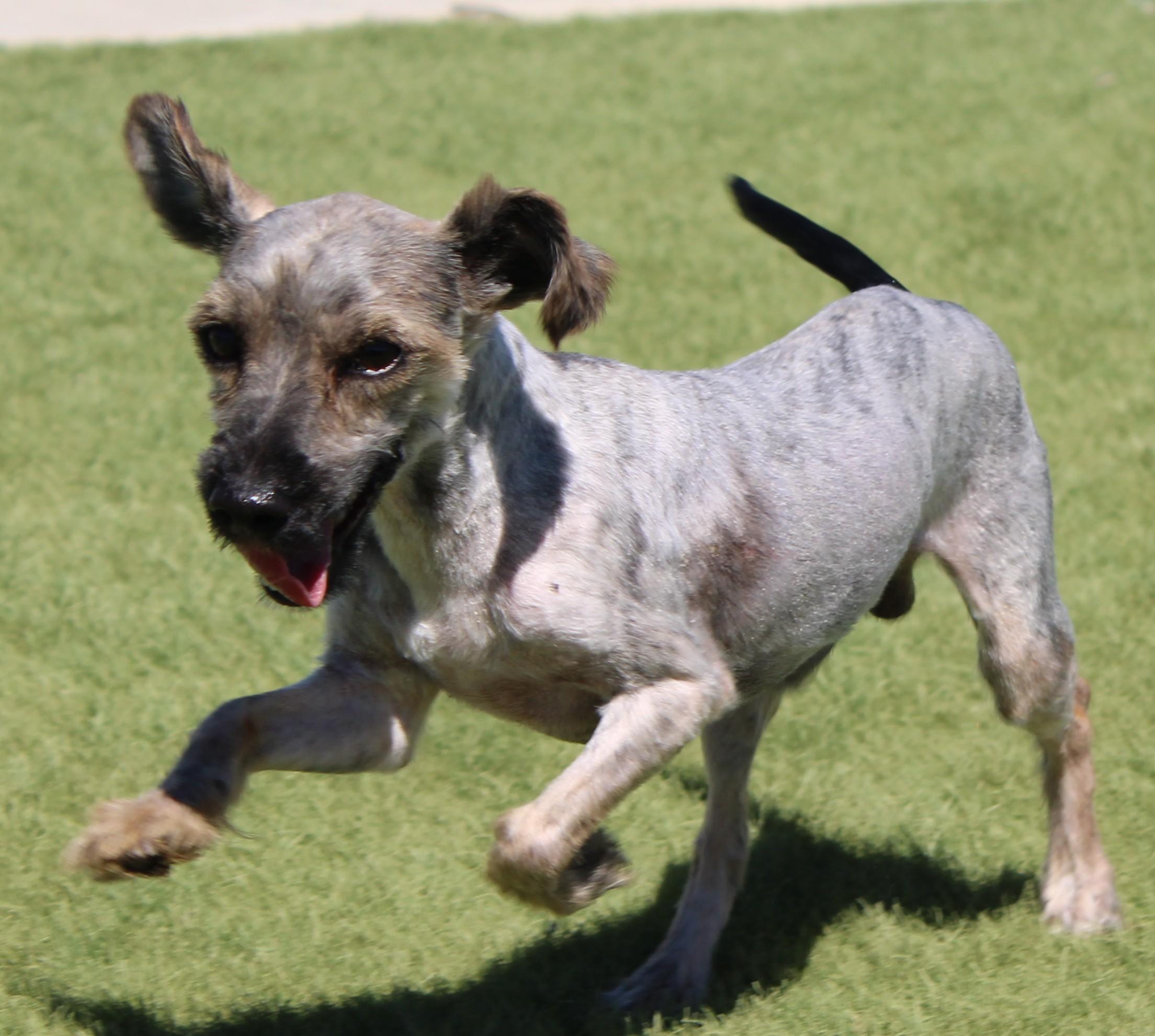 Enlarge Edsel Available 7/10, an adopted mixed breed in Wasco, CA image 3/5