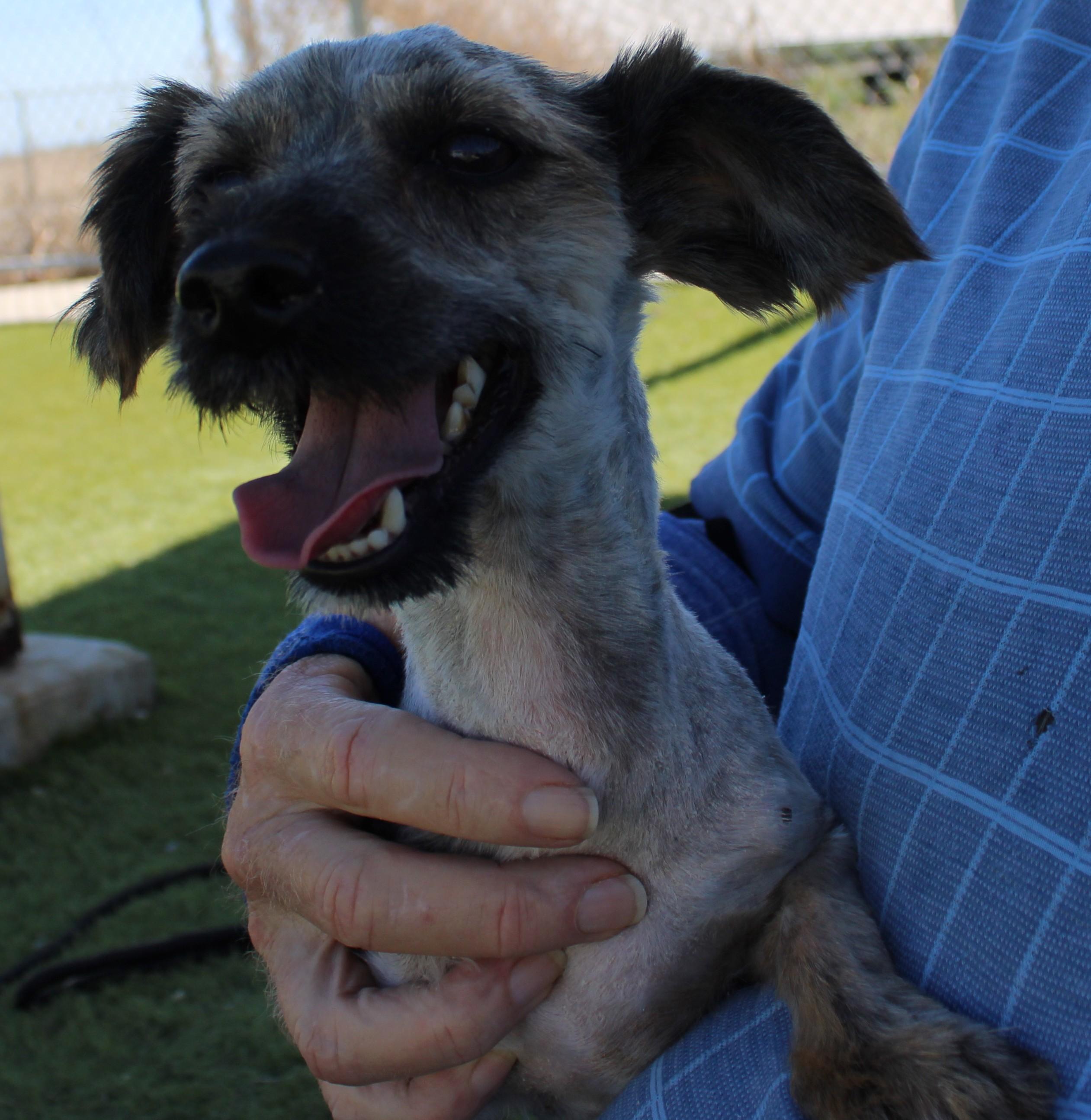 Enlarge Edsel Available 7/10, an adopted mixed breed in Wasco, CA image 4/5