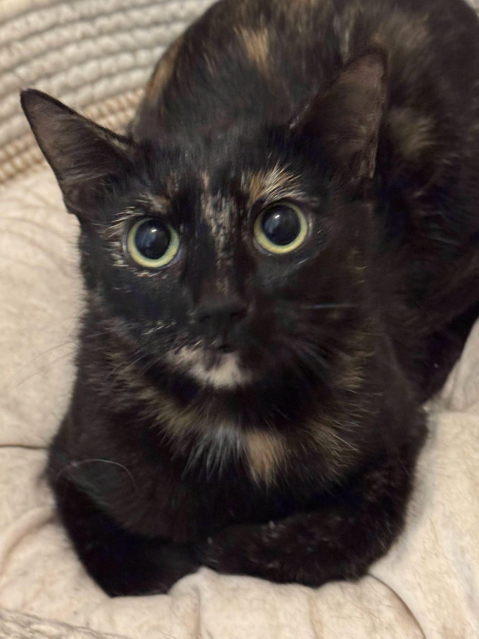 Enlarge Mariela, a Adoptable Tortoiseshell in Midlothian, TX image 2/3