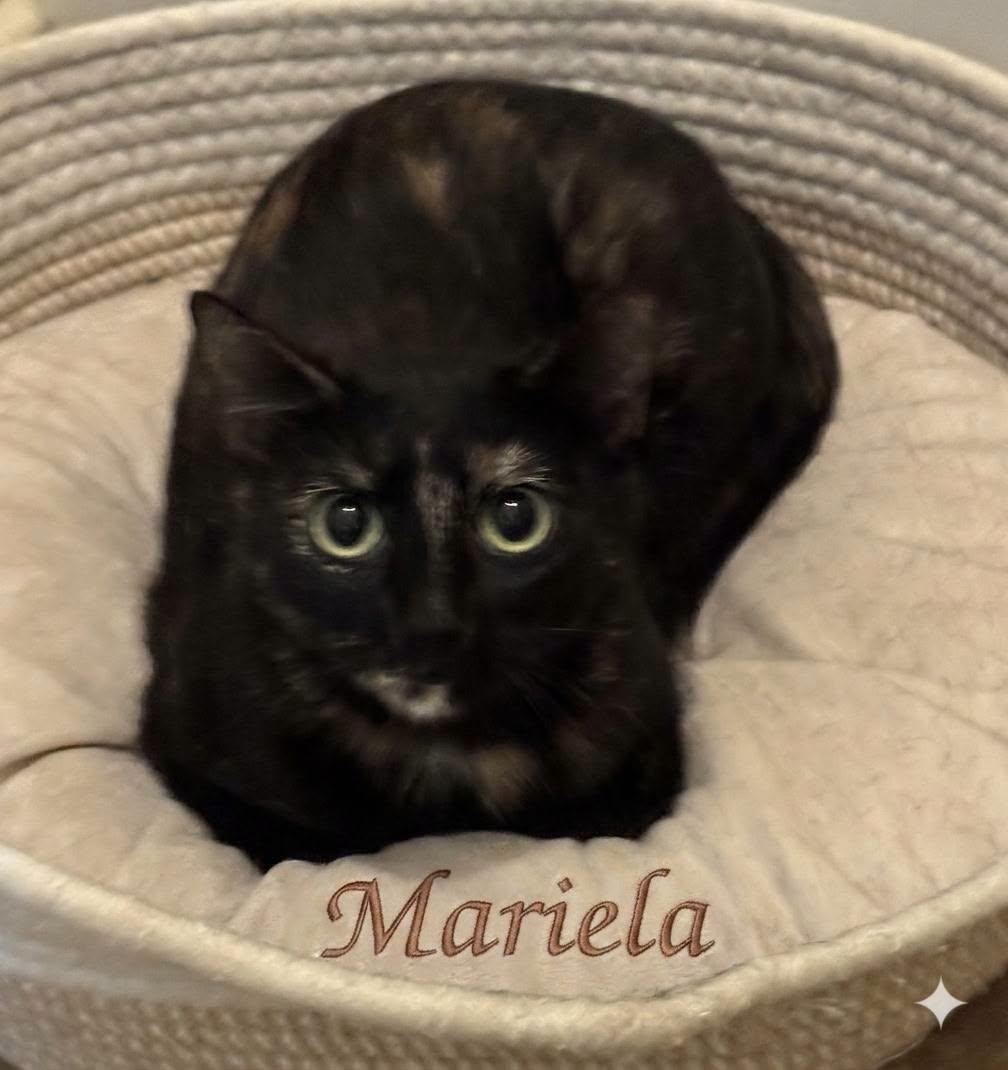 Mariela, Adoptable, Adult Female Tortoiseshell.