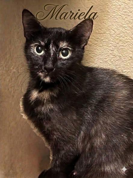Enlarge Mariela, a Adoptable Tortoiseshell in Midlothian, TX image 3/3