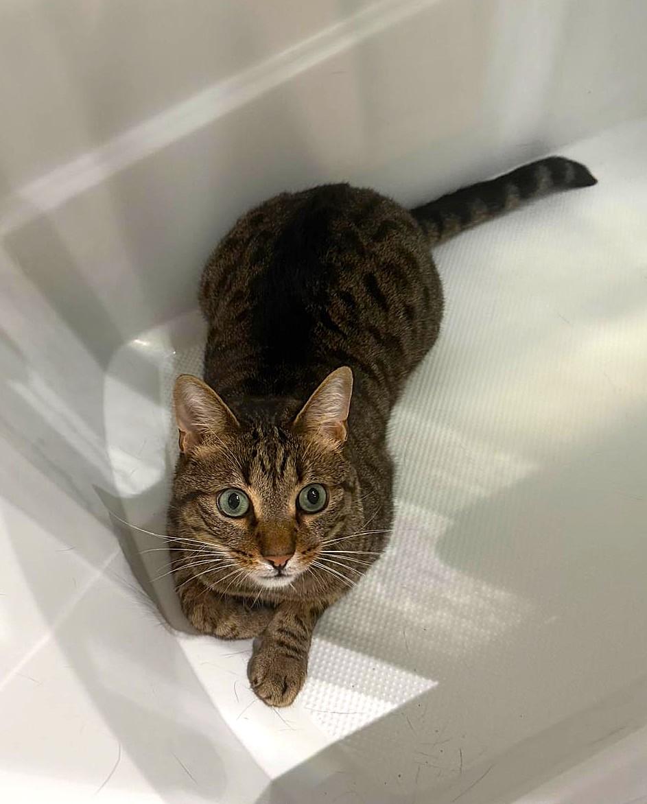 Enlarge Niko, a Adoptable Domestic Short Hair in Brooklyn, NY image 1/5