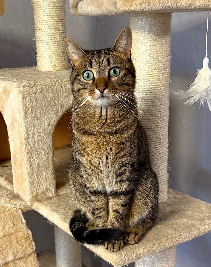 Enlarge Niko, a Adoptable Domestic Short Hair in Brooklyn, NY image 2/5