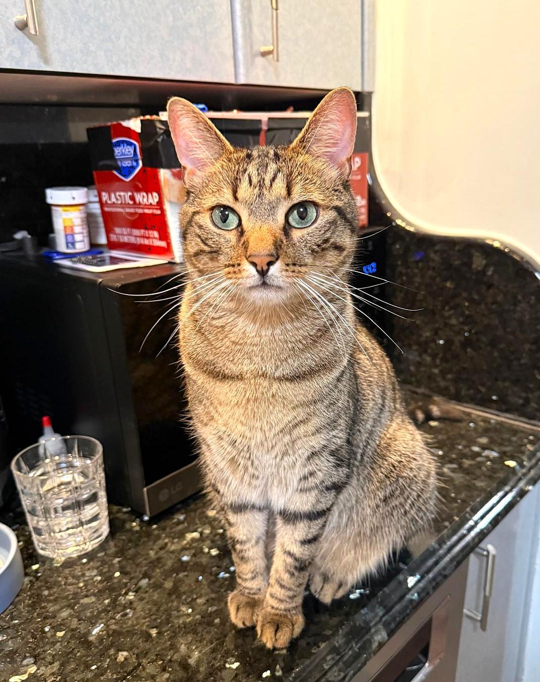 Enlarge Niko, a Adoptable Domestic Short Hair in Brooklyn, NY image 3/5