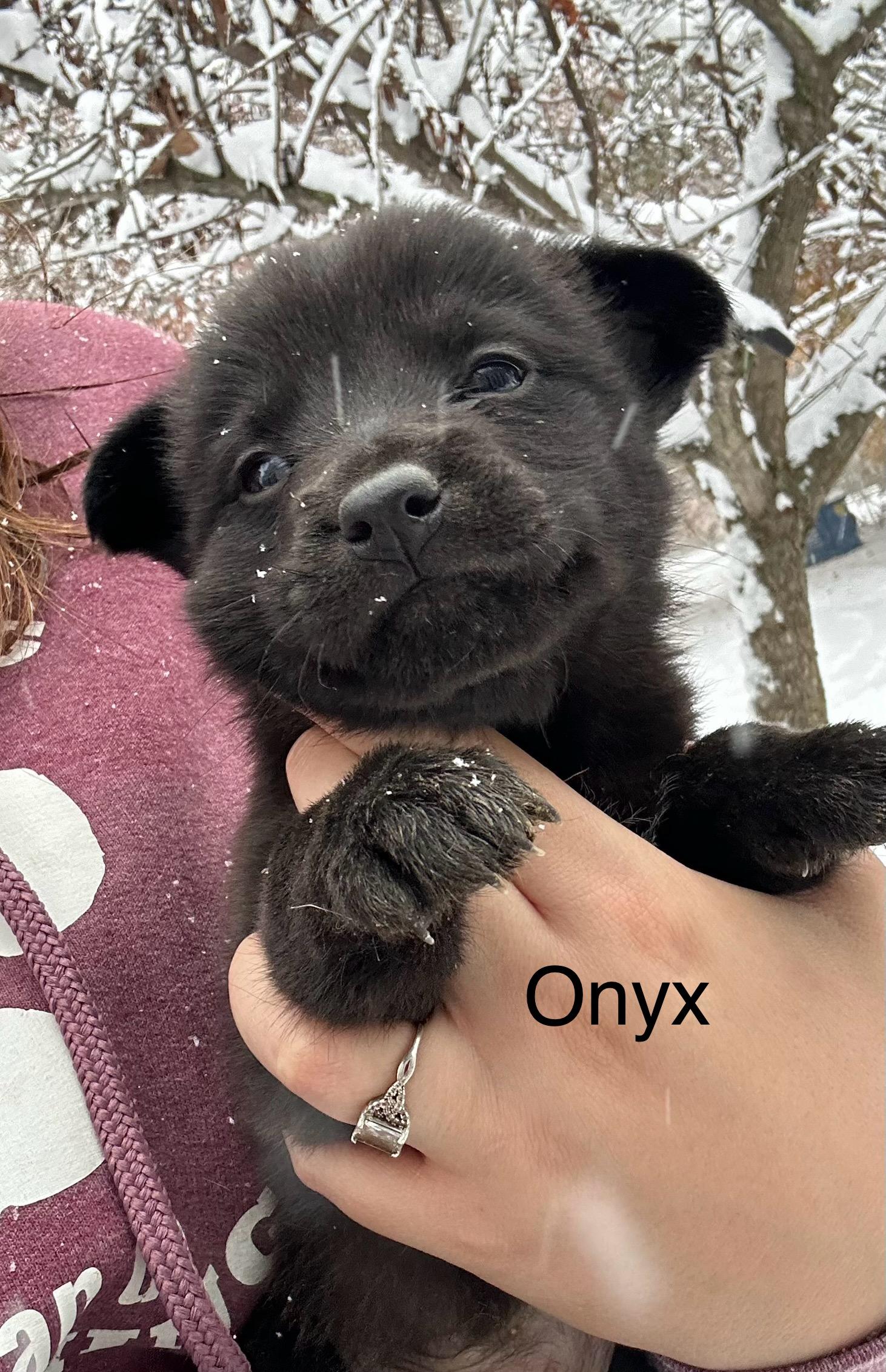 Onyx, adopted, Puppy Male Black Labrador Retriever.