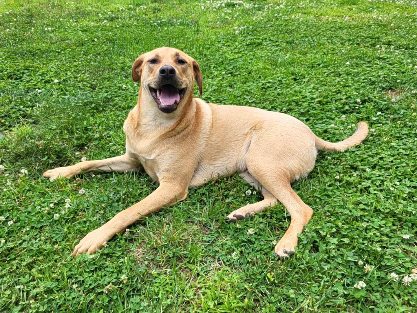 Enlarge Chevy aka Puddles Wood, a Adoptable mixed breed in Saunderstown, RI image 1/3
