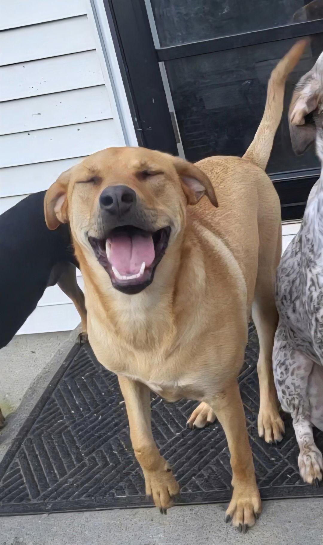 Chevy aka Puddles Wood, Adoptable, Young Male Catahoula Leopard Dog & Shar-Pei.