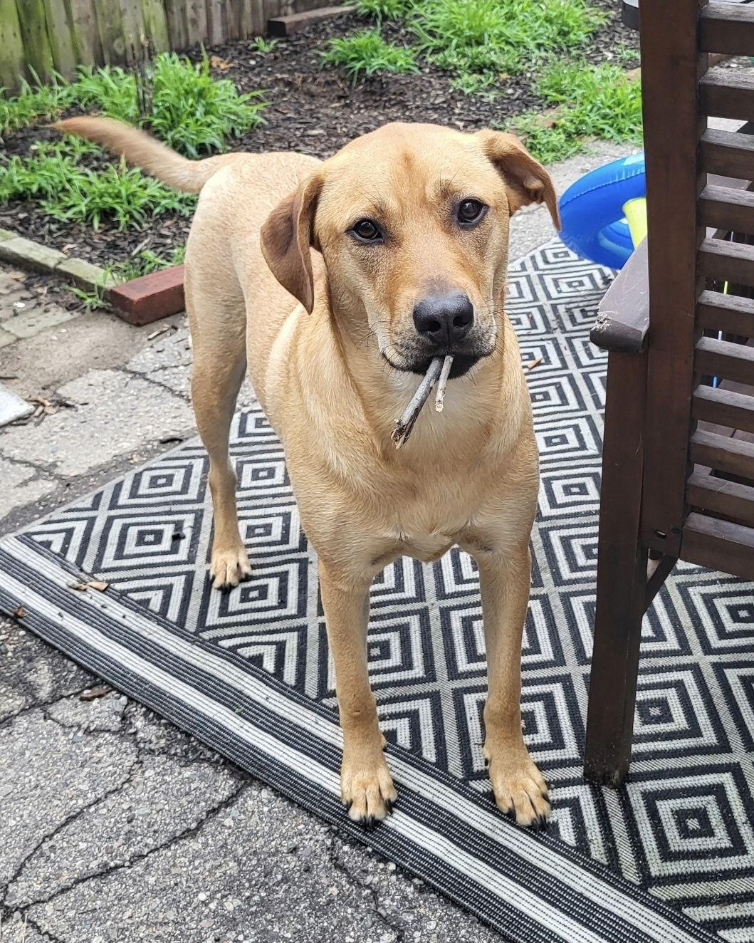 Chevy aka Puddles Wood, a Adoptable mixed breed in Saunderstown, RI image 2/3