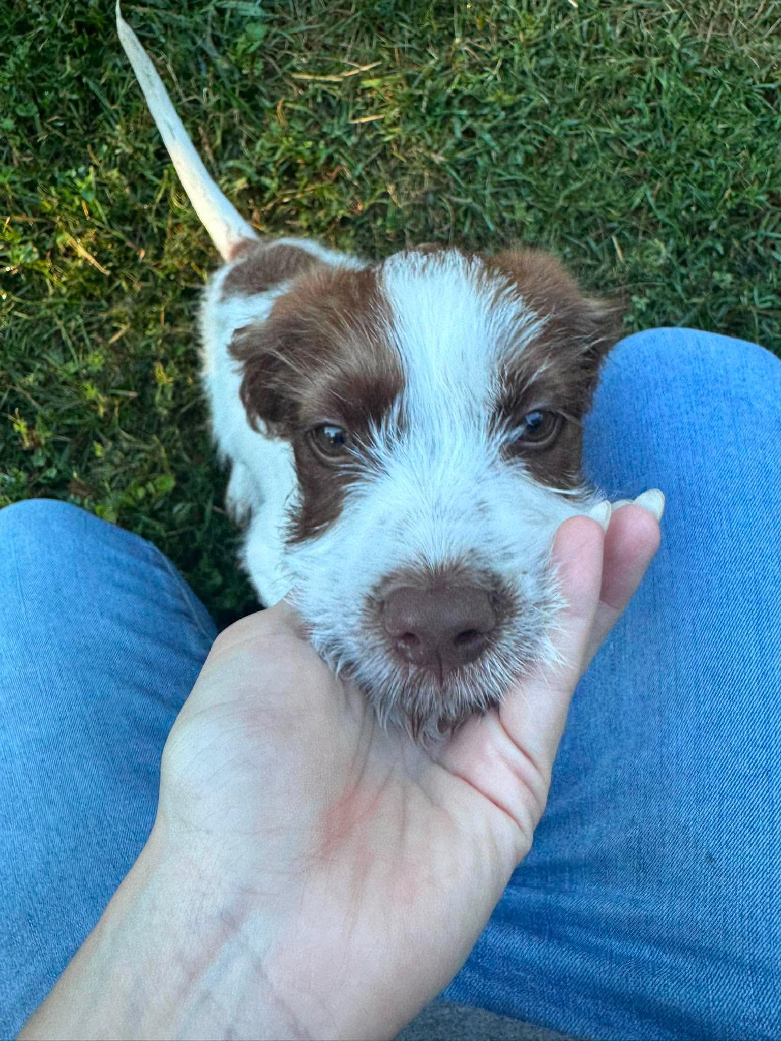Joey, ADOPTABLE, Puppy Male Spaniel.