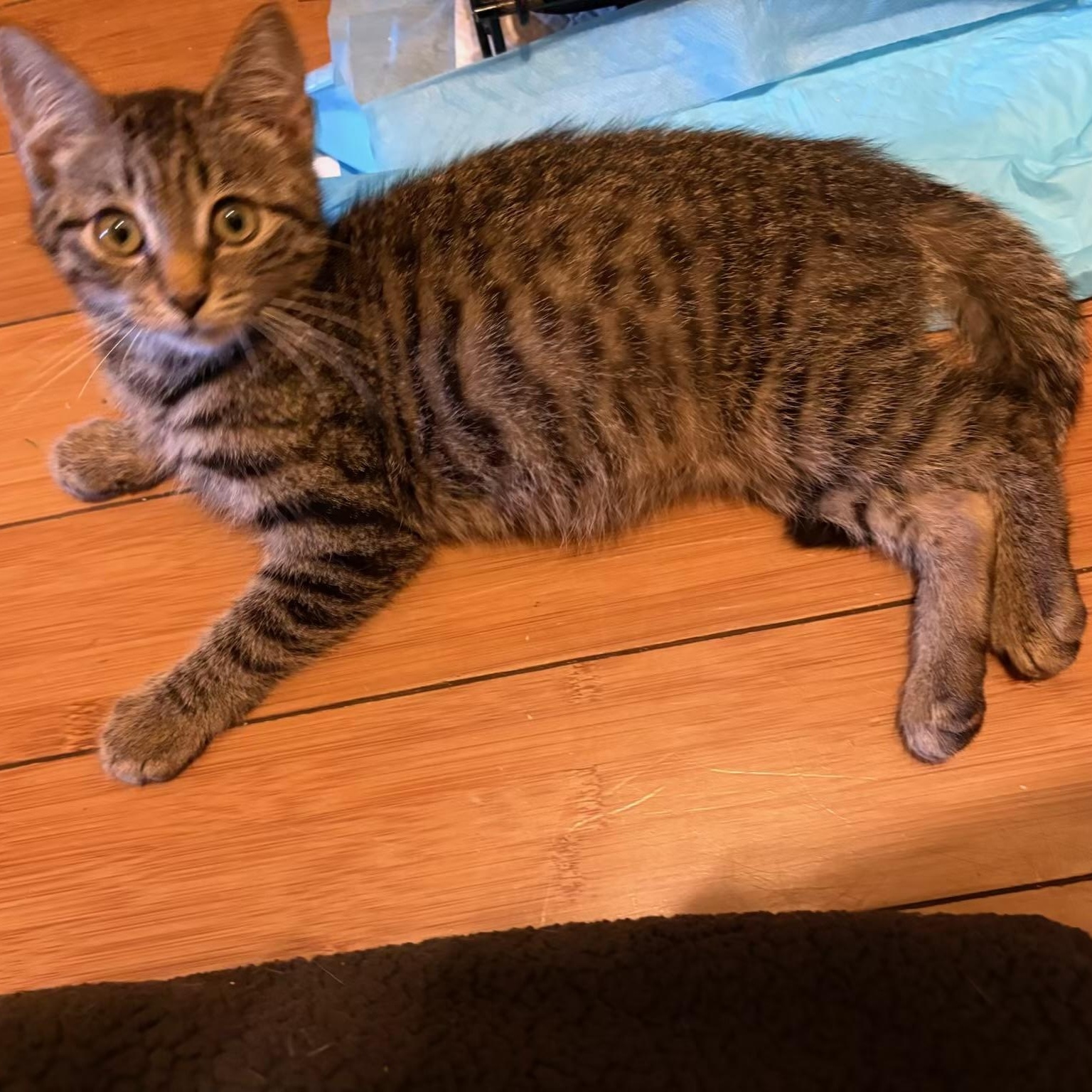 Enlarge Jersey, a Adoptable Tabby in Wanaque, NJ image 1/6