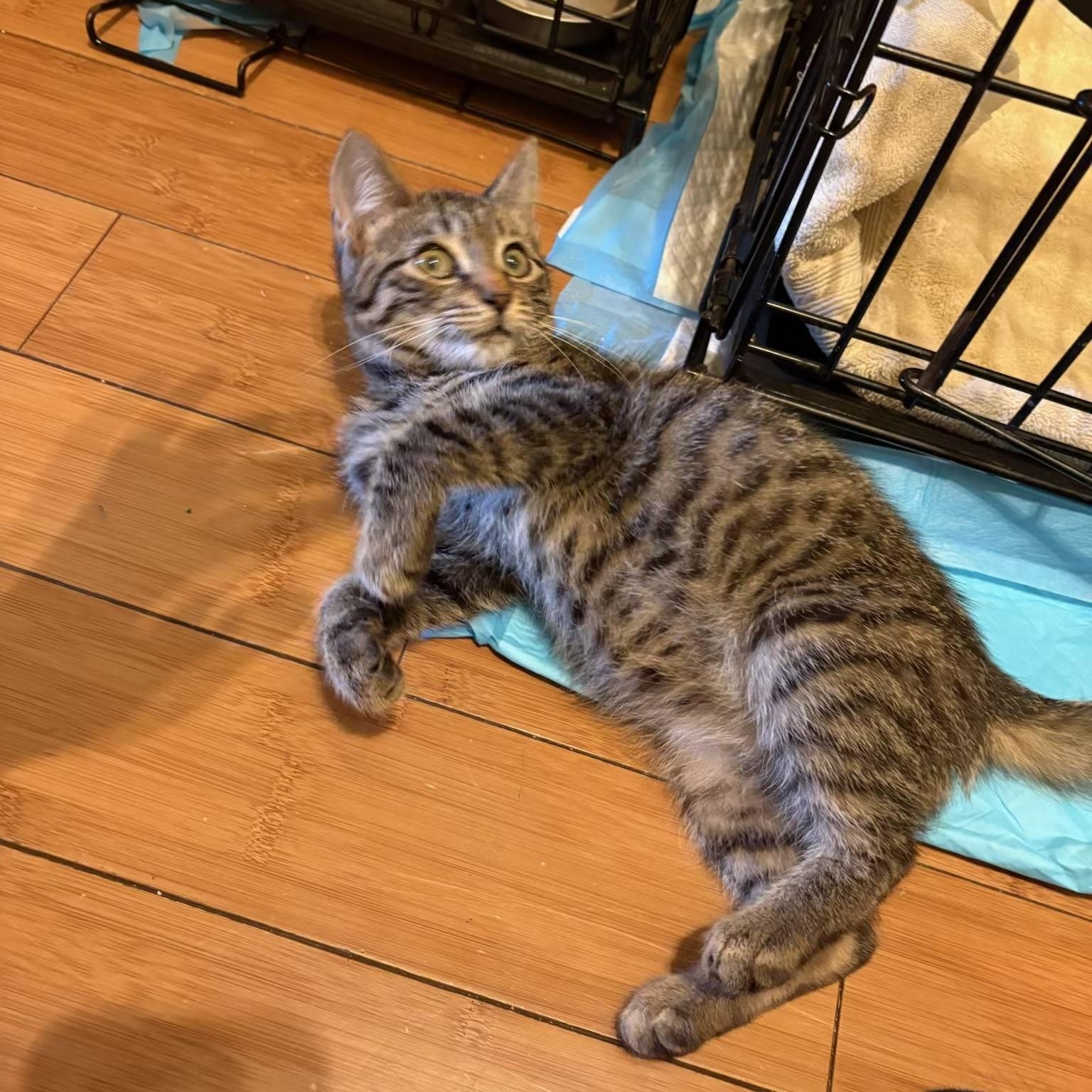 Enlarge Jersey, a Adoptable Tabby in Wanaque, NJ image 3/6