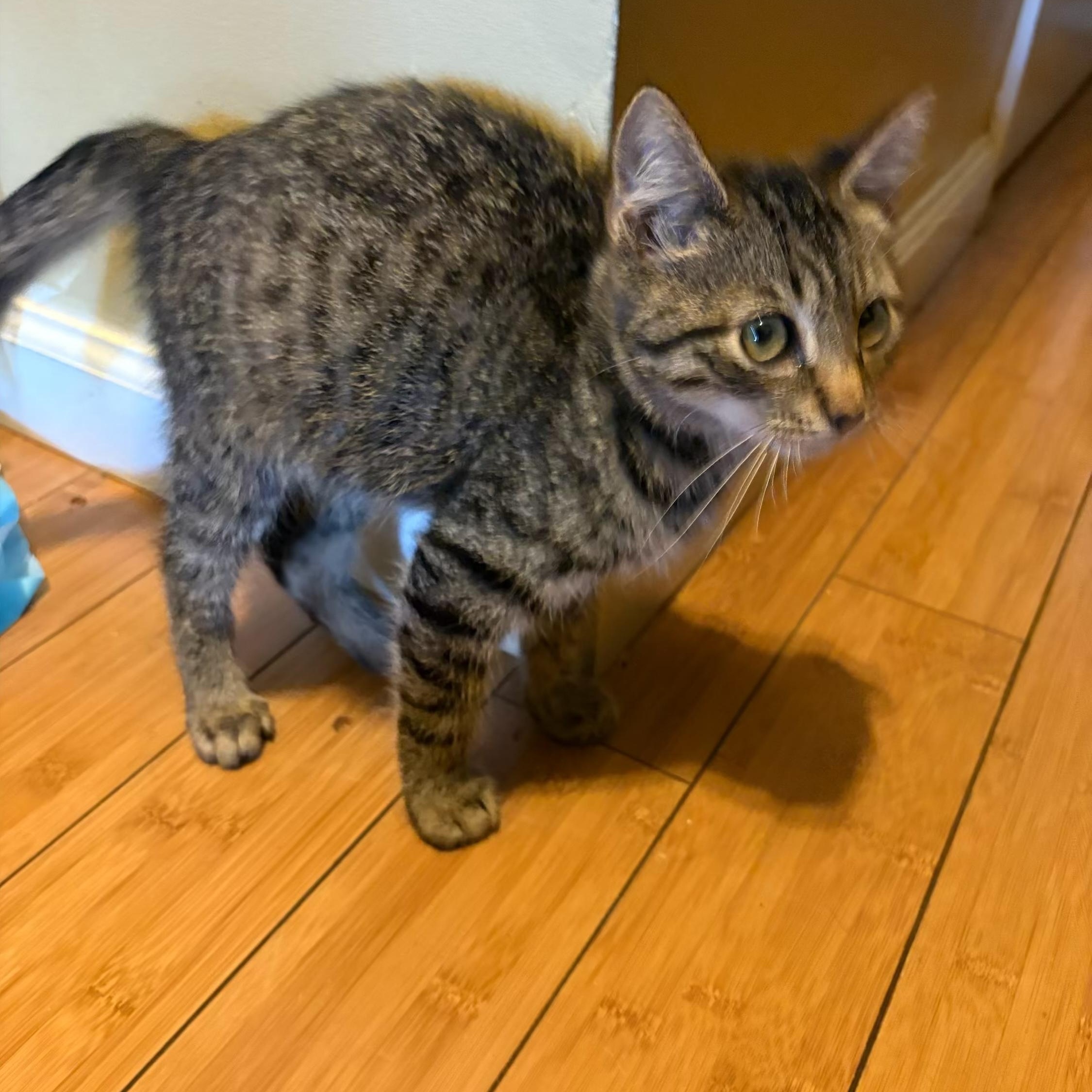 Enlarge Jersey, a Adoptable Tabby in Wanaque, NJ image 4/6