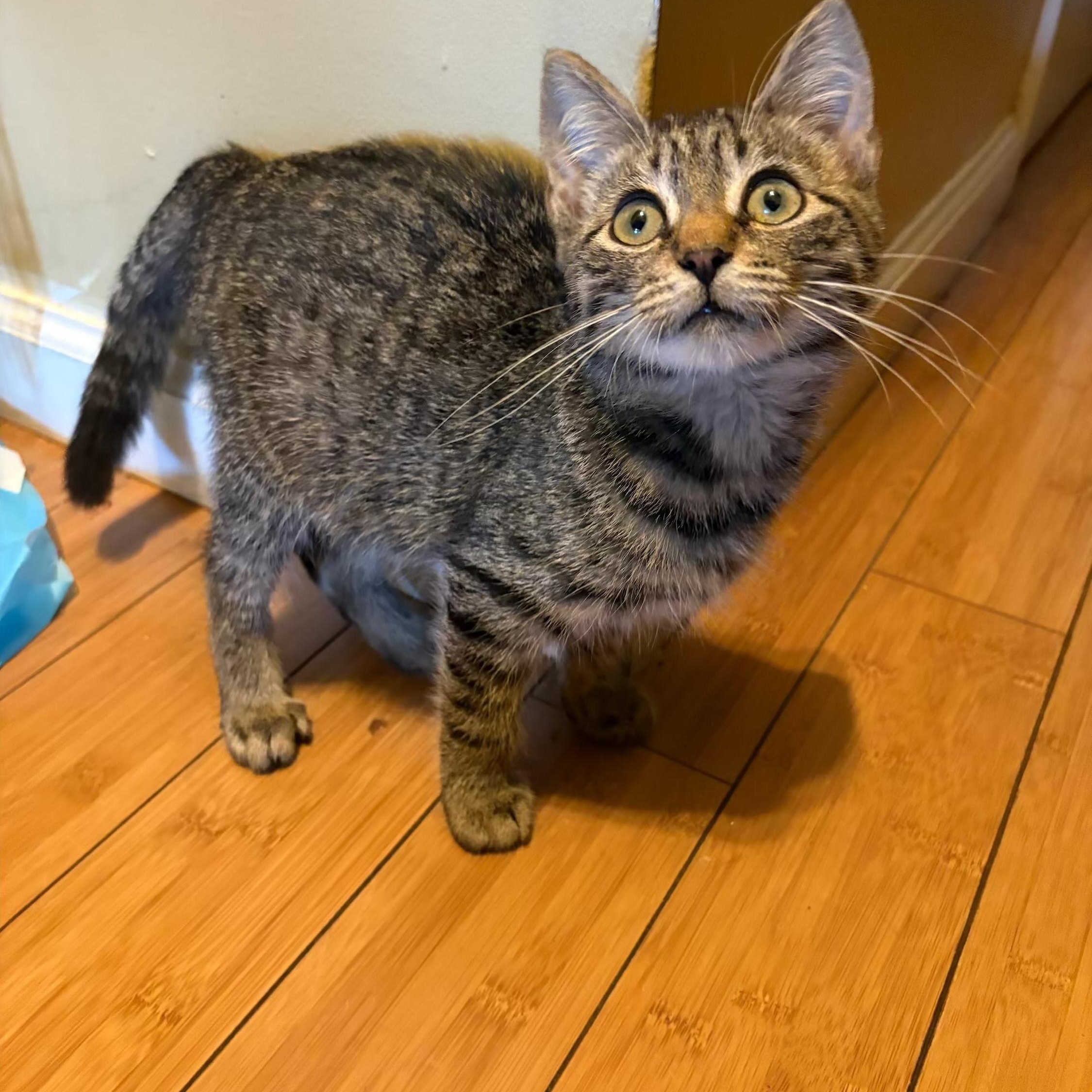 Enlarge Jersey, a Adoptable Tabby in Wanaque, NJ image 2/6