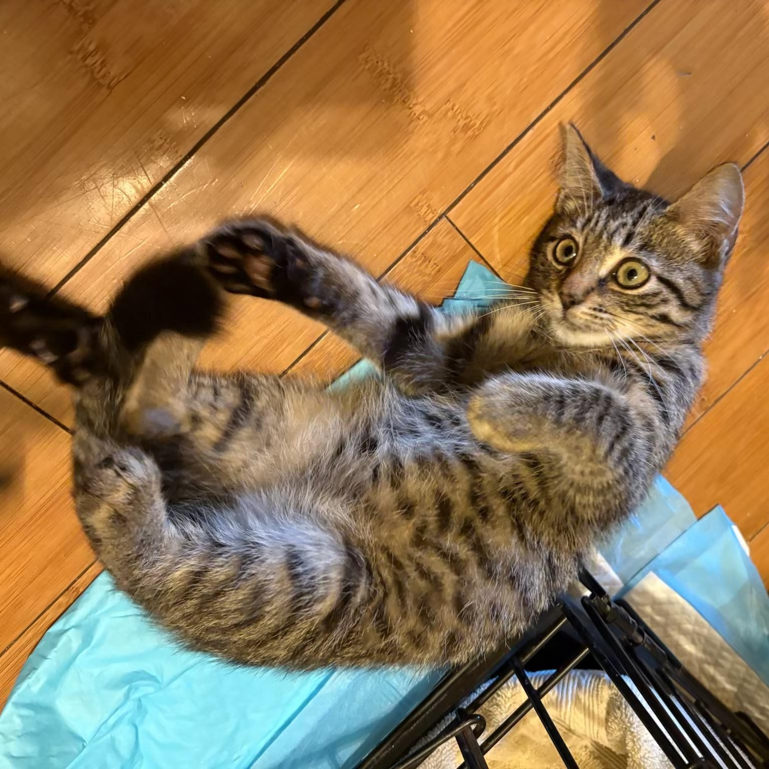 Enlarge Jersey, a Adoptable Tabby in Wanaque, NJ image 1/6