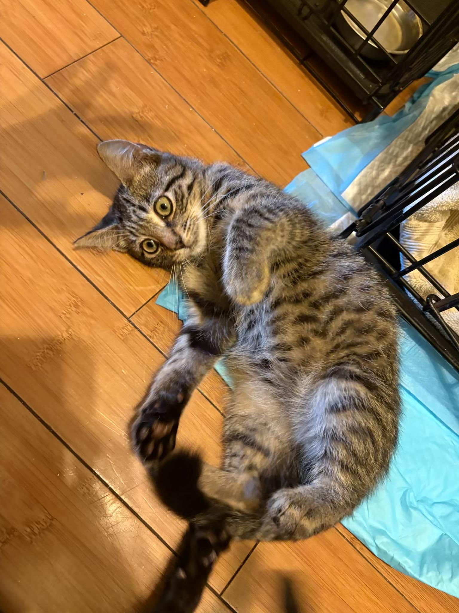 Enlarge Jersey, a Adoptable Tabby in Wanaque, NJ image 5/6