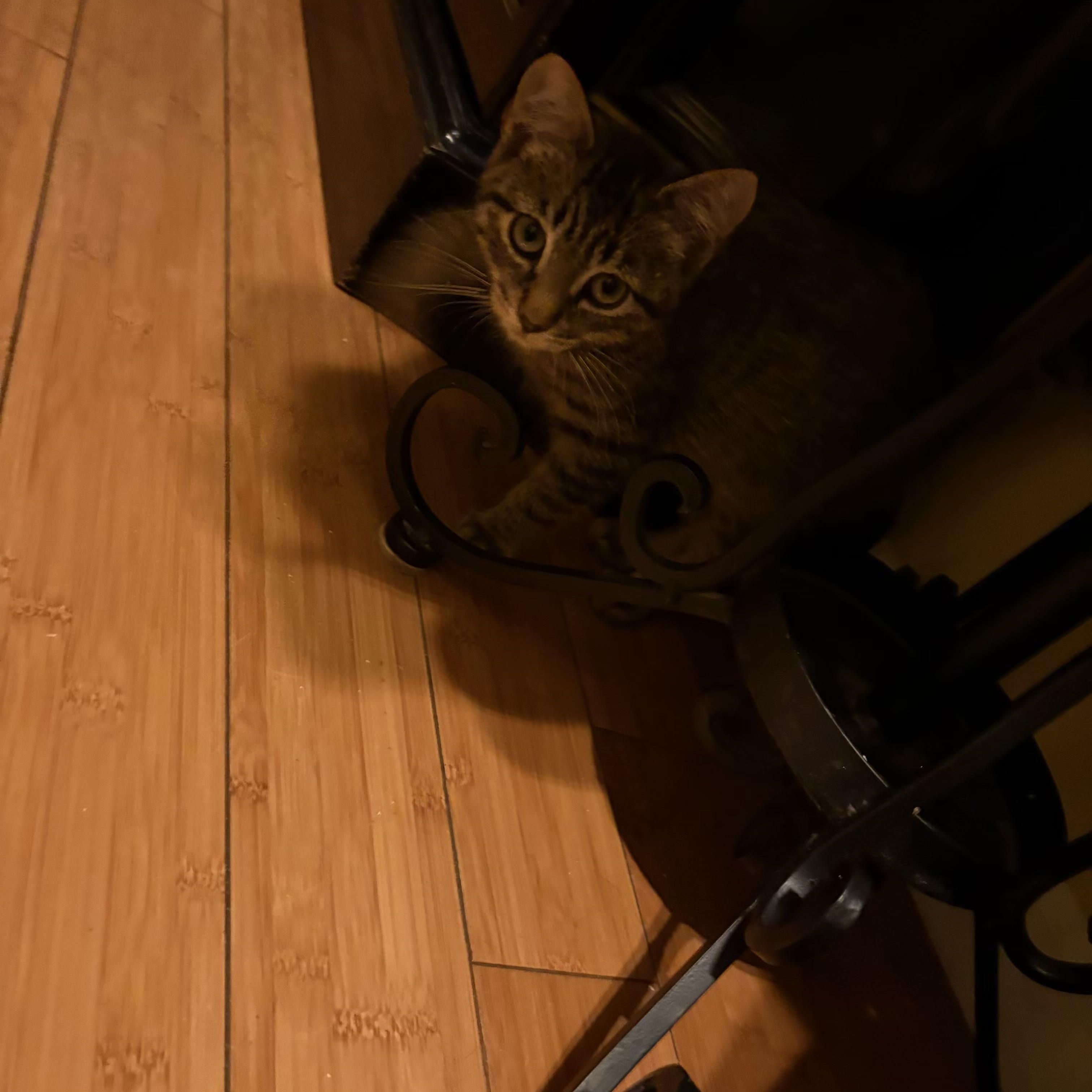 Enlarge Jersey, a Adoptable Tabby in Wanaque, NJ image 6/6