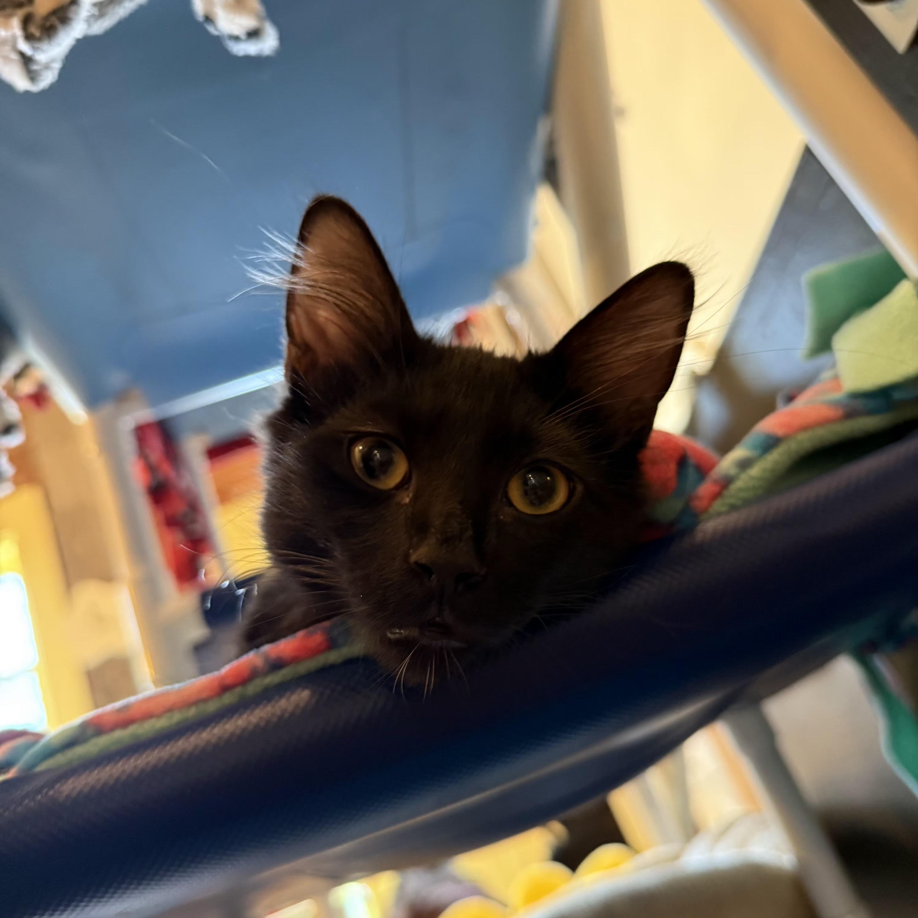 Wolfgang Puck, an adoptable mixed breed in Santa Clara, CA image 2/5