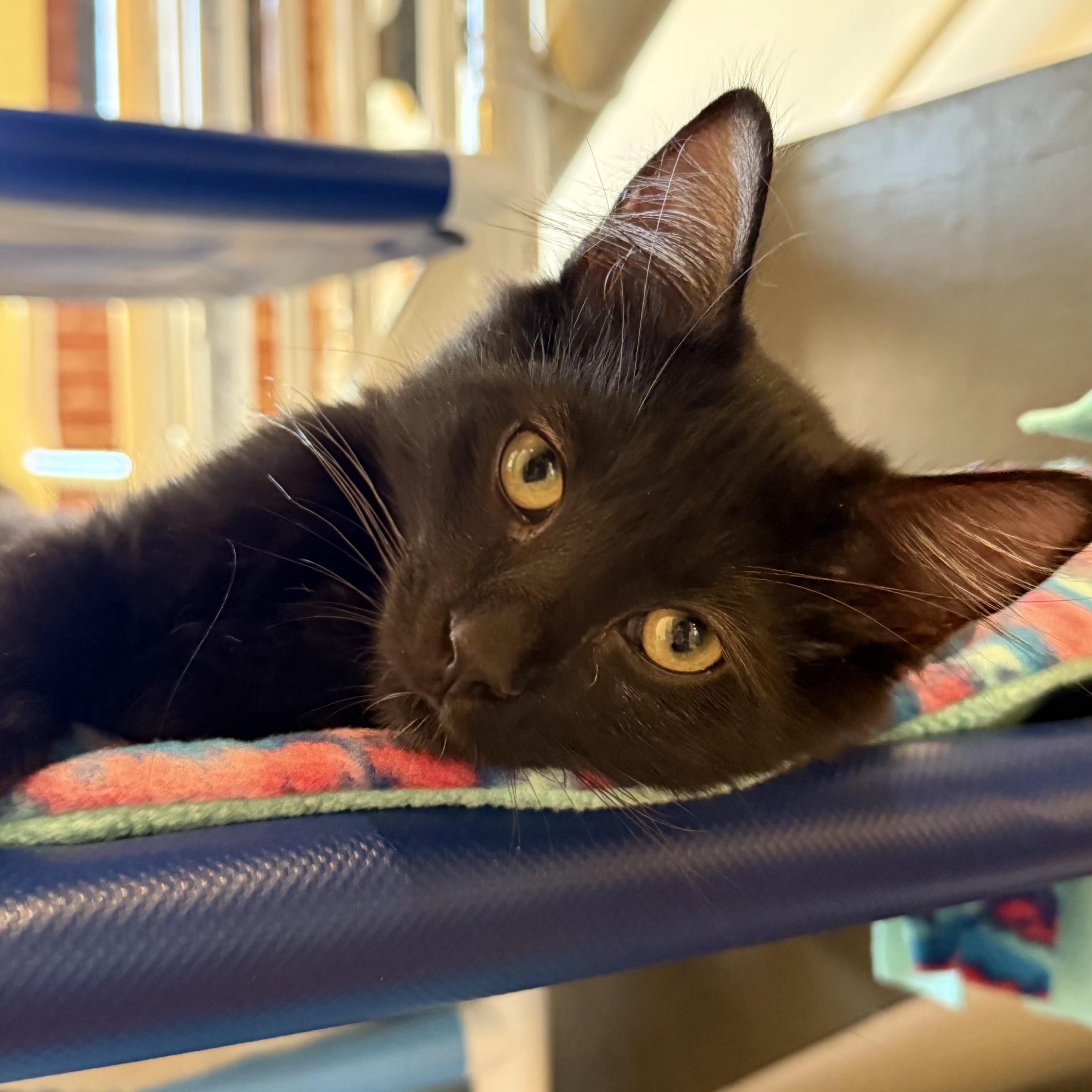 Wolfgang Puck, an adoptable mixed breed in Santa Clara, CA image 1/5