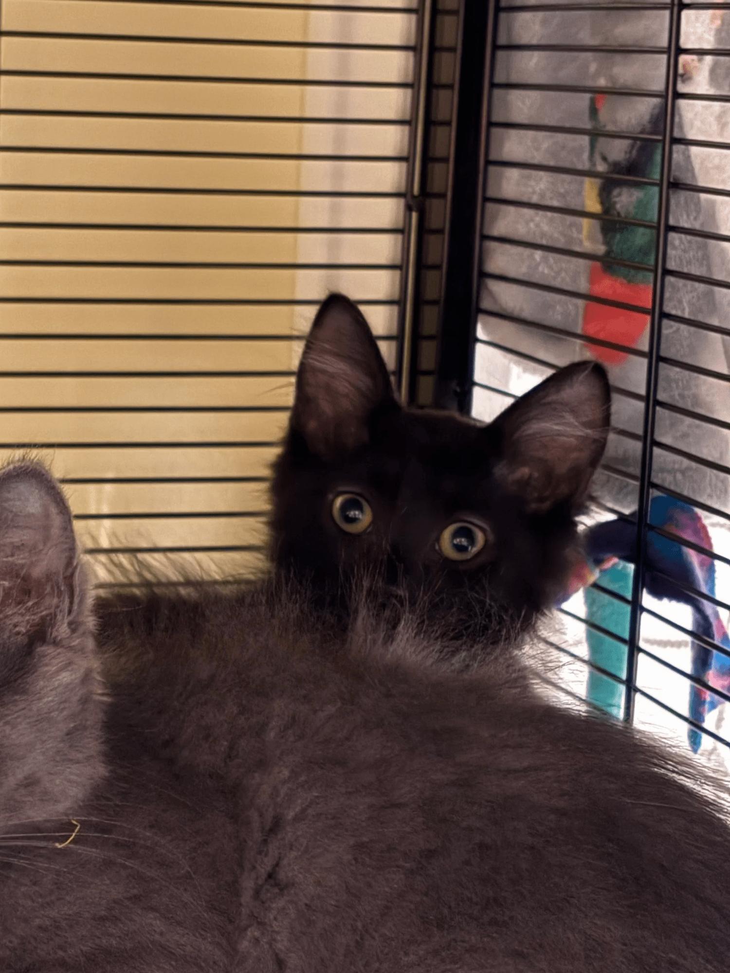 Little Chefs - Wolfgang Puck, adoptable, Kitten Male Domestic Medium Hair.