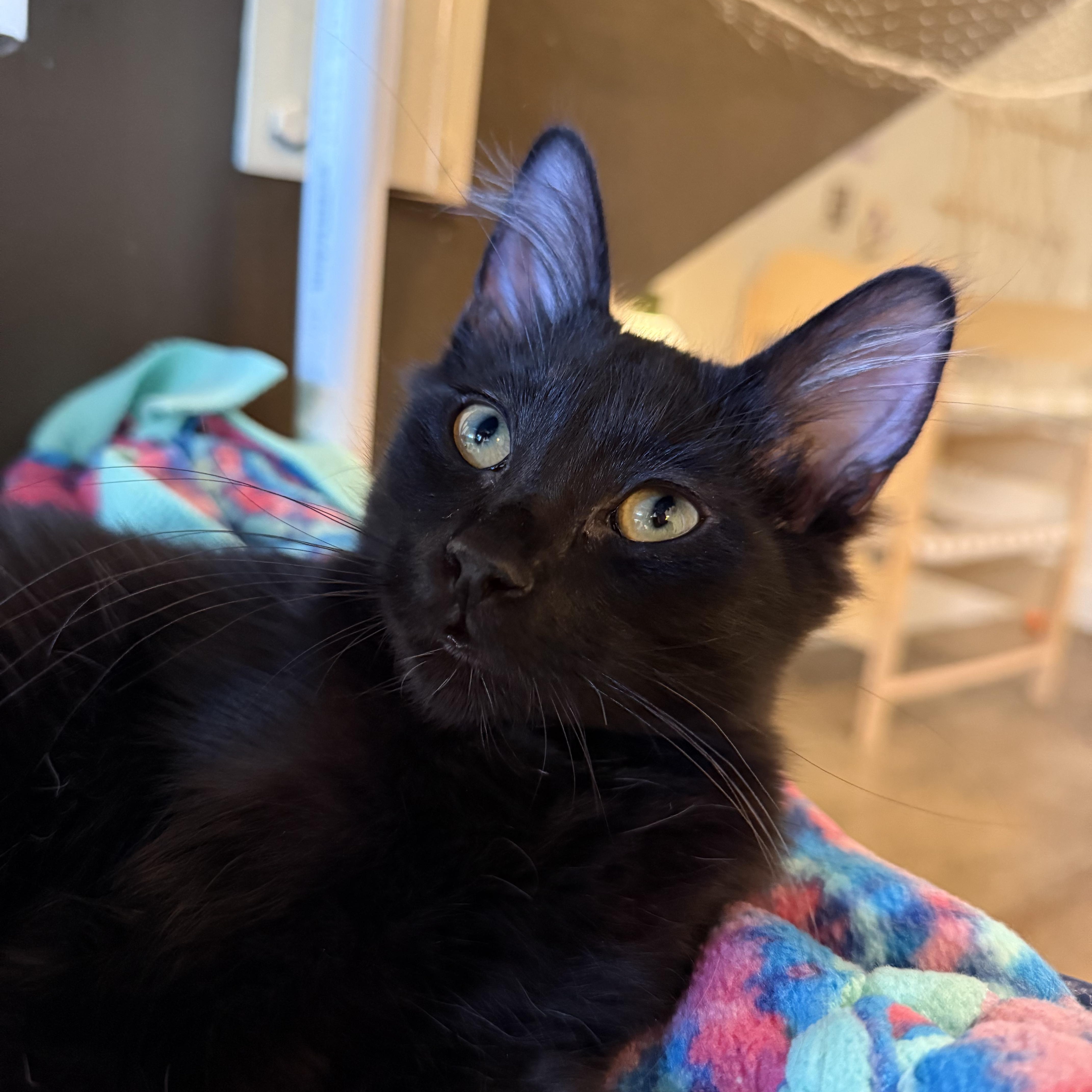Wolfgang Puck, an adoptable mixed breed in Santa Clara, CA image 3/5