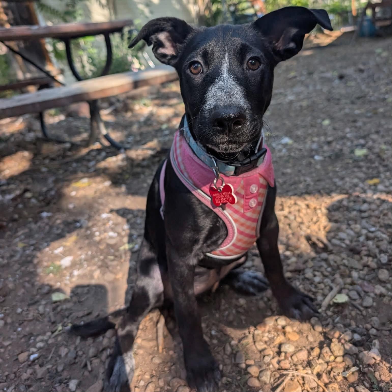 Enlarge Dixie, a Adoptable mixed breed in Boulder, CO image 6/6